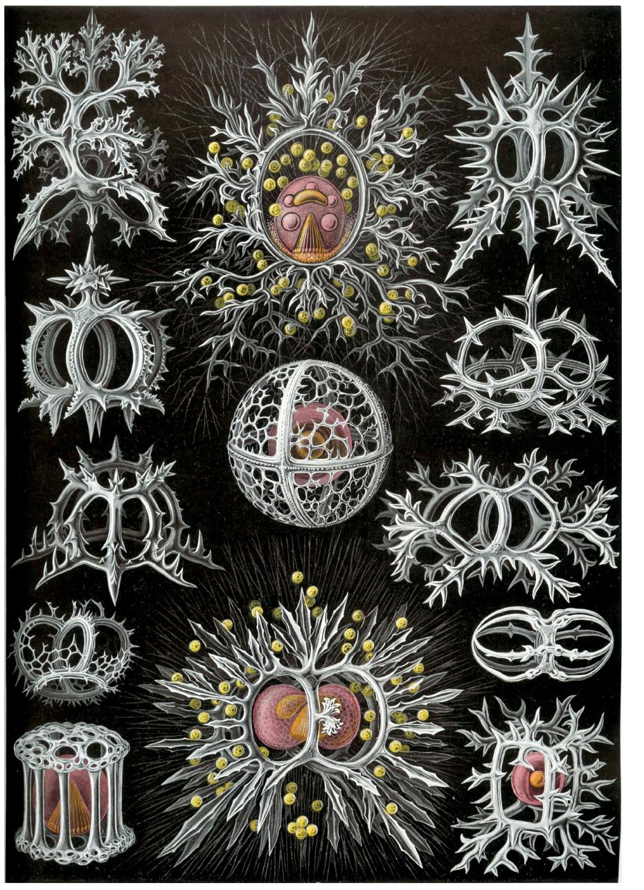 actually having to spell it out in words. Ernest Haeckel’s  