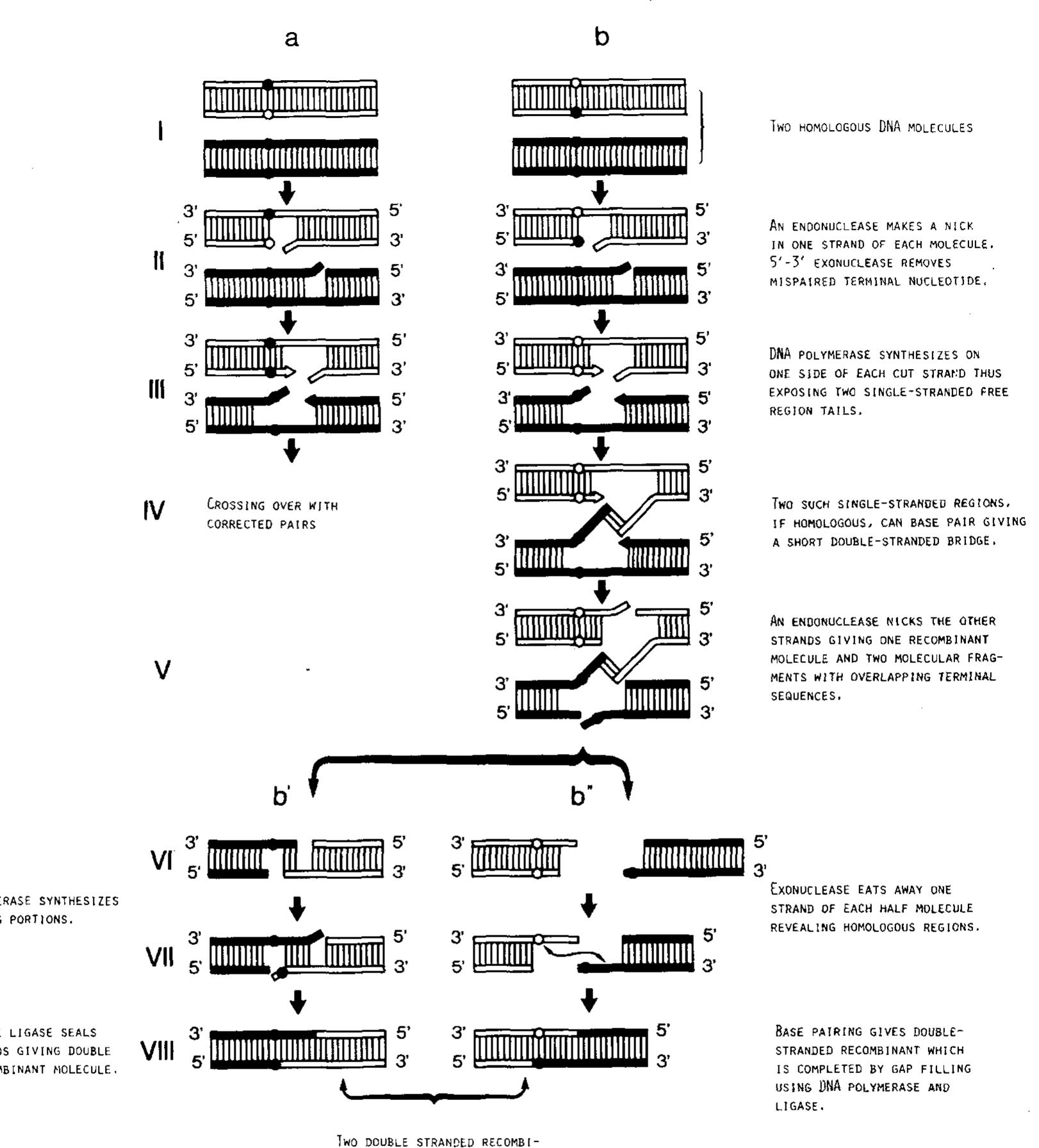 (PDF) A principle of natural self-organization