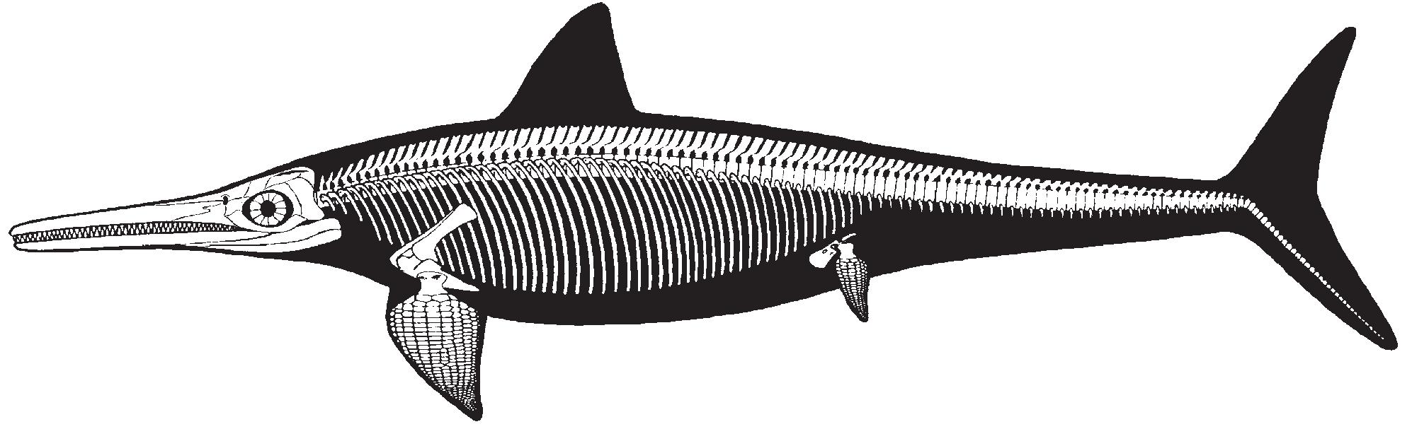 Figure 8 - from Dinosaurs and other Mesozoic reptiles of