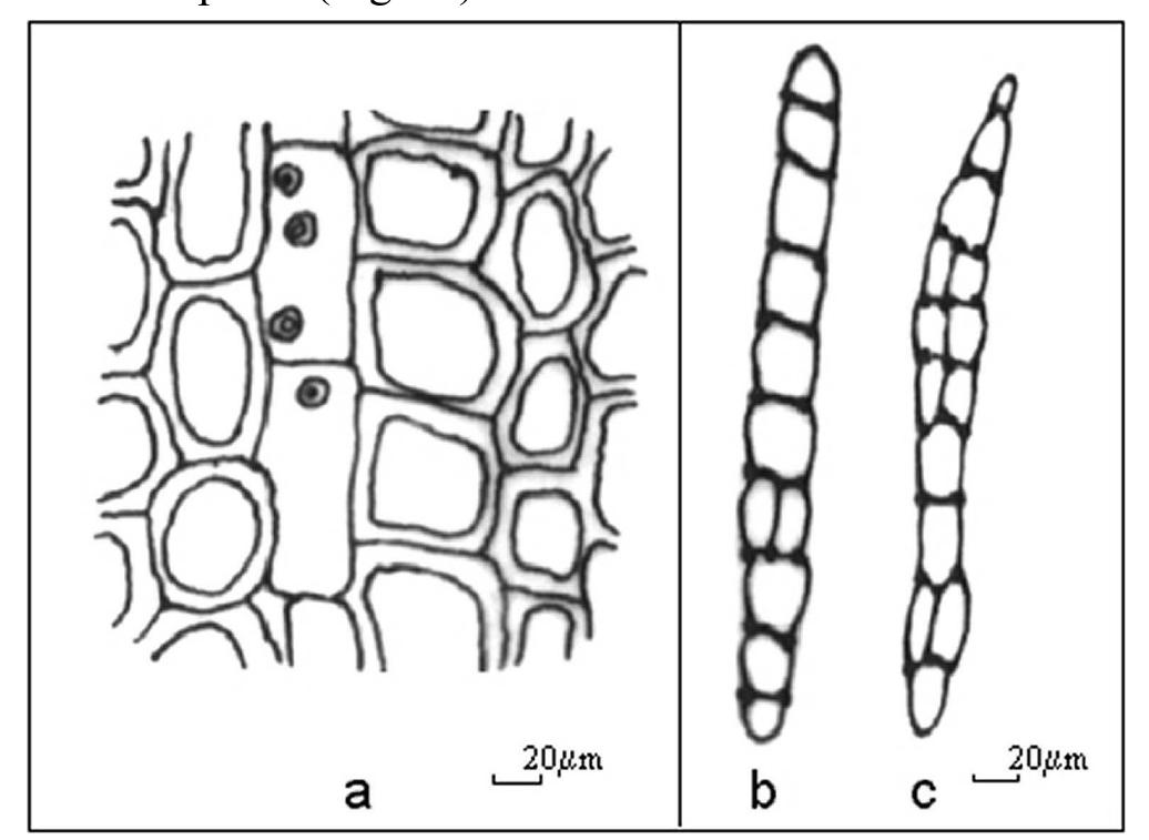 Modularly Rays The medullary rays, in cross section seen, are dominantly