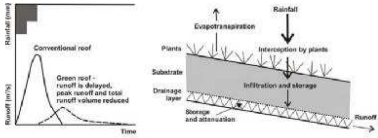 (PDF) Green Roofs–getting sustainable drainage off the ground