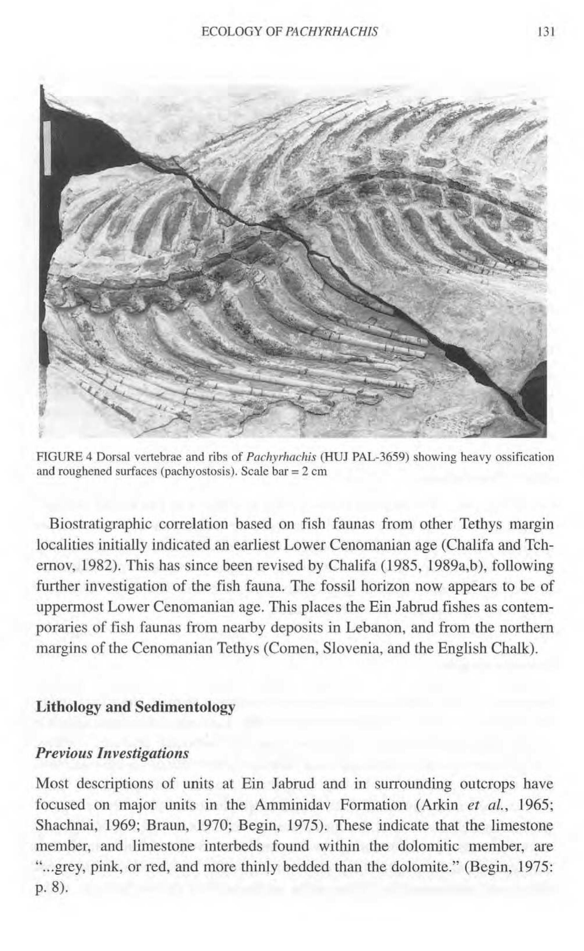 The palaeoecology of the primitive snake Pachyrhachis