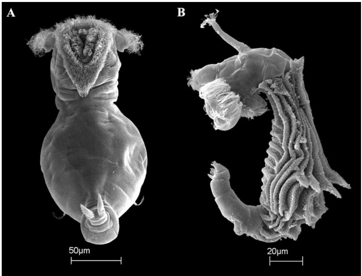PDF) Everything is not everywhere: the distribution of cactophilic