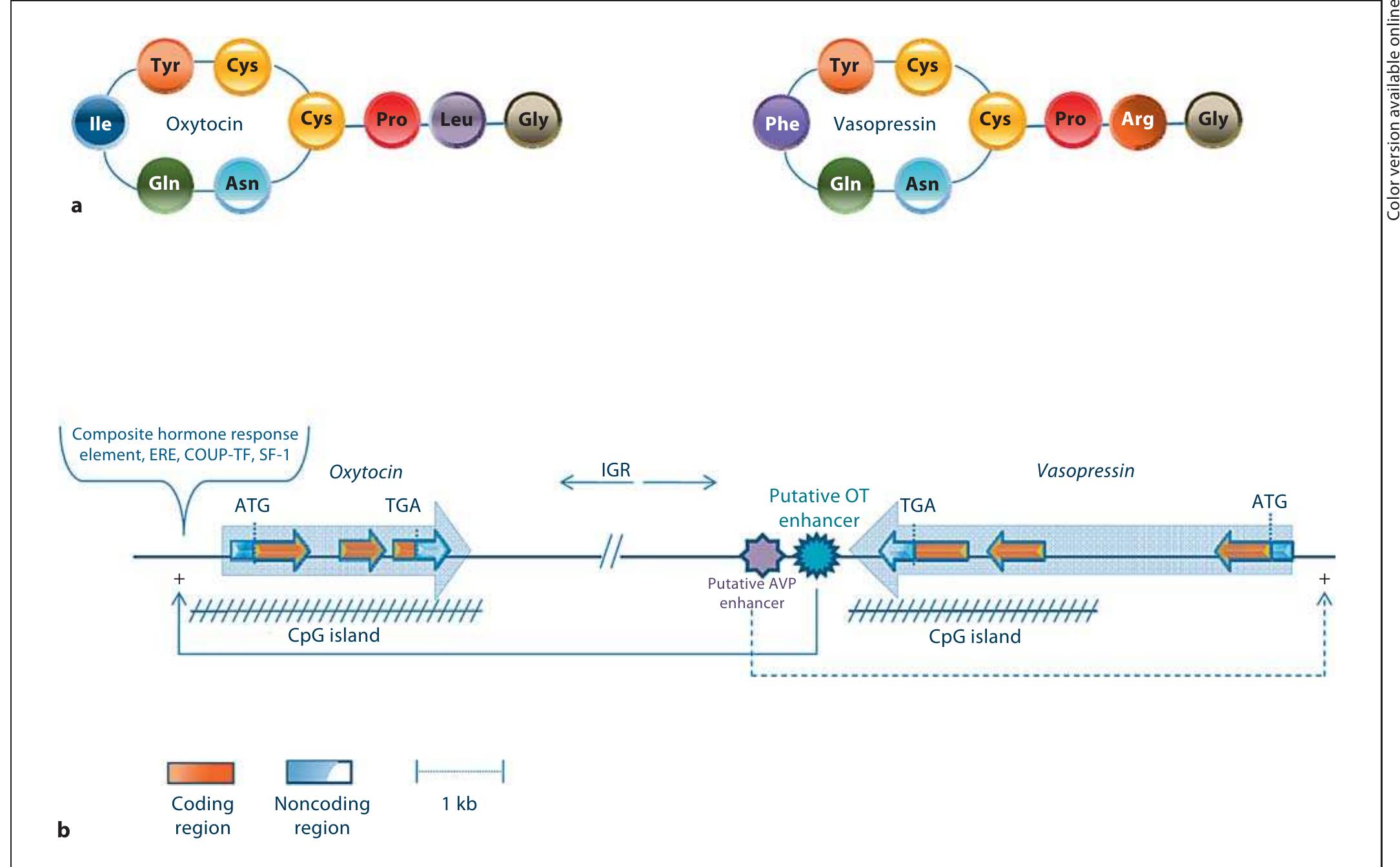 Figure 1 - from The contribution of oxytocin and vasopressin