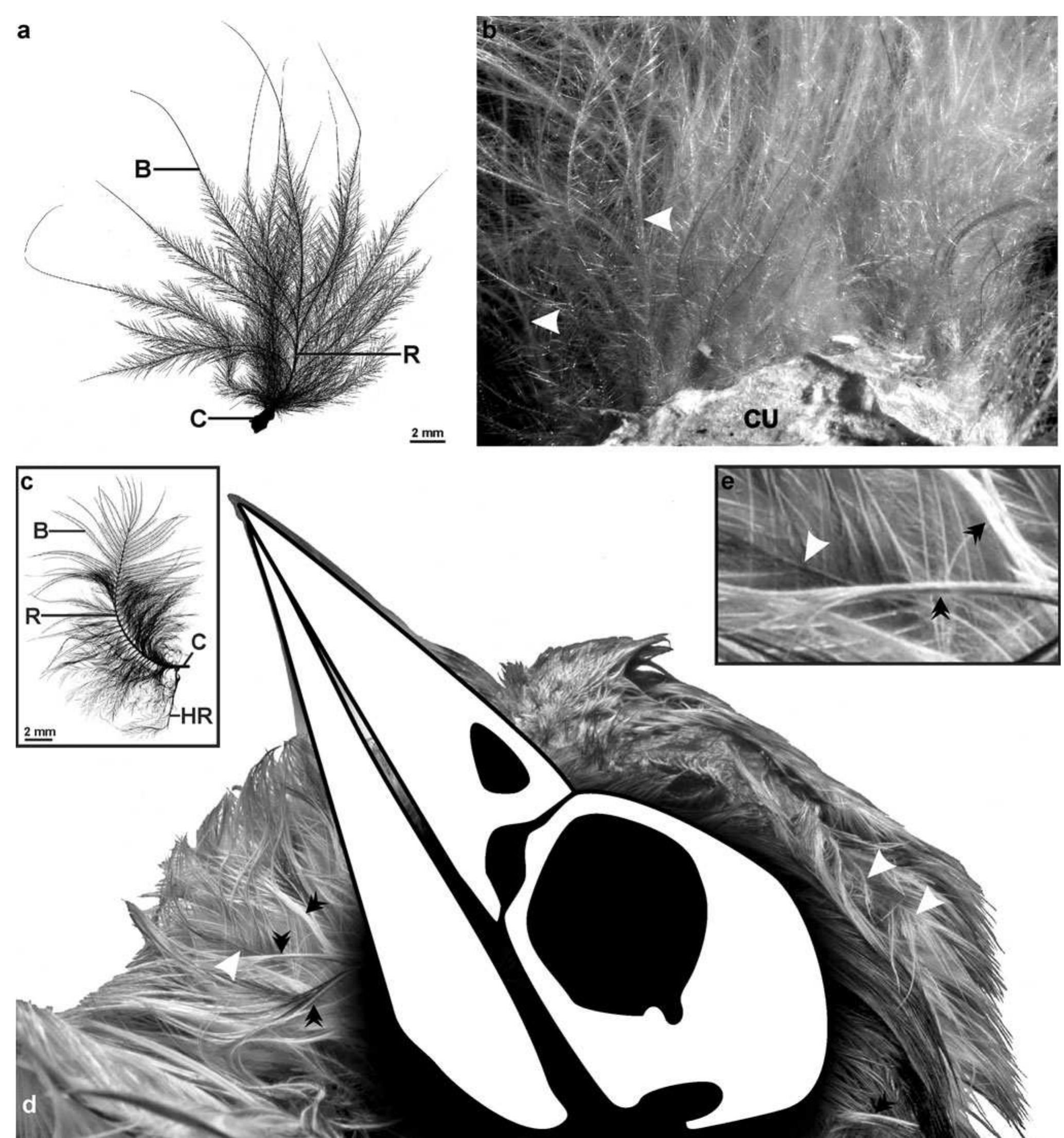 (PDF) On the identification of feather structures in stem-line ...
