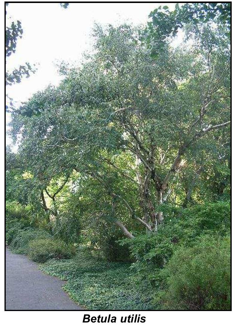 pine  PDF) Aspects of traditional medicine in Nepal