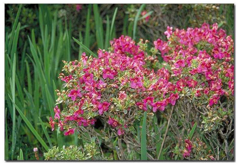 pine  Biotechnology as Sustainable Environmental Protection