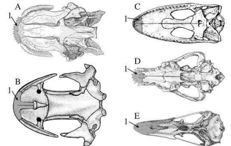 The bone labeled | in a - e is the premaxilla. although this