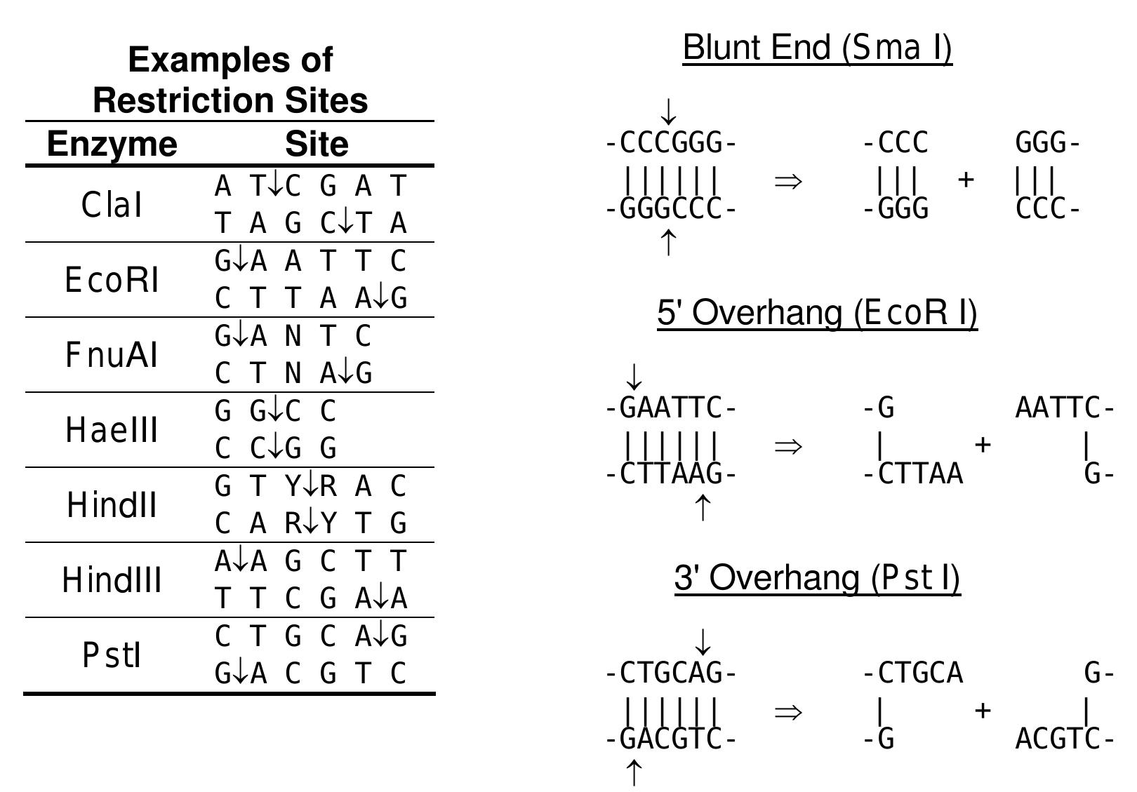 Agei (PDF) Laboratory Techniques in Biotechnology