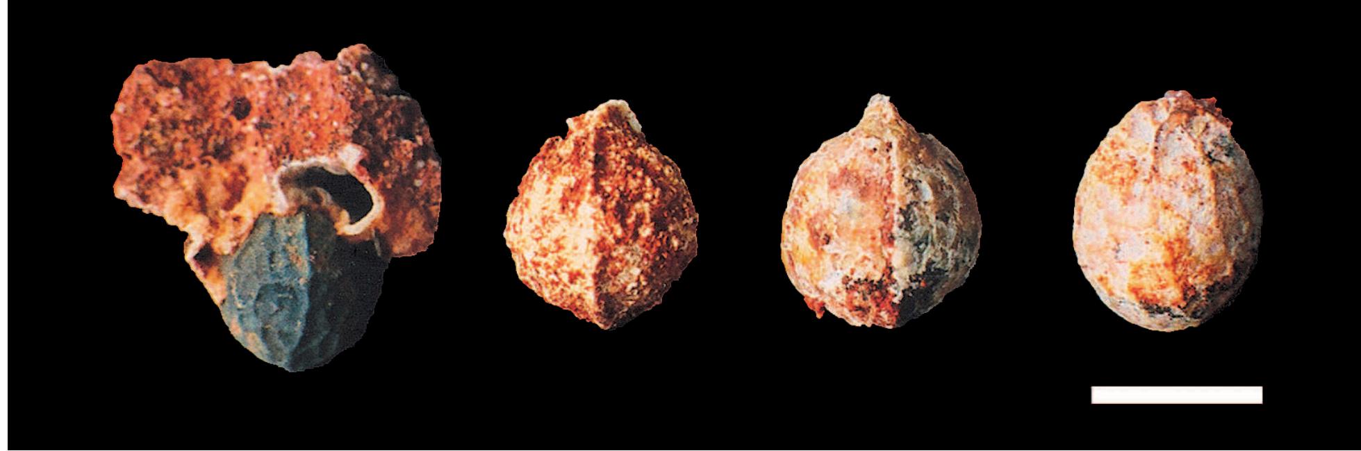 (PDF) Fossil seeds from the pliocene of Menorca and Eivissa (Balearic ...