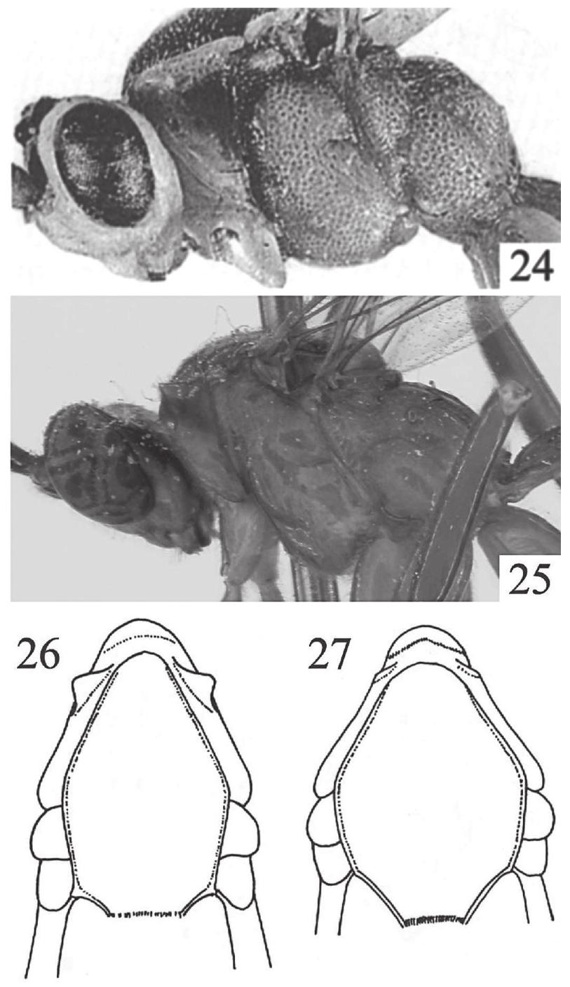 (PDF) Five new species of the genus Sphelodon (Hymenoptera ...