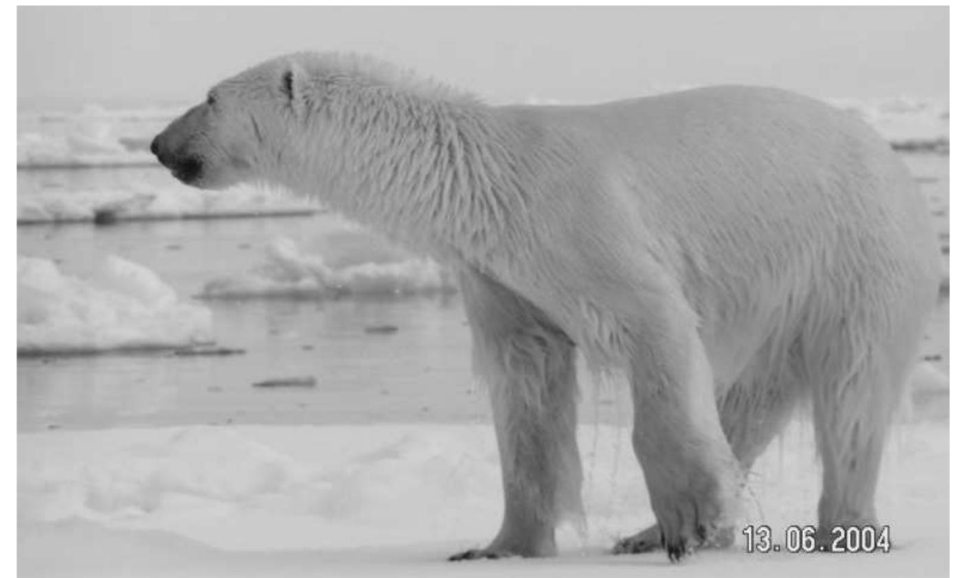 Photo by User Polarbear, CC-BY-SA 3.0, http://en.wikipedia.org/wiki/polar_bear. 