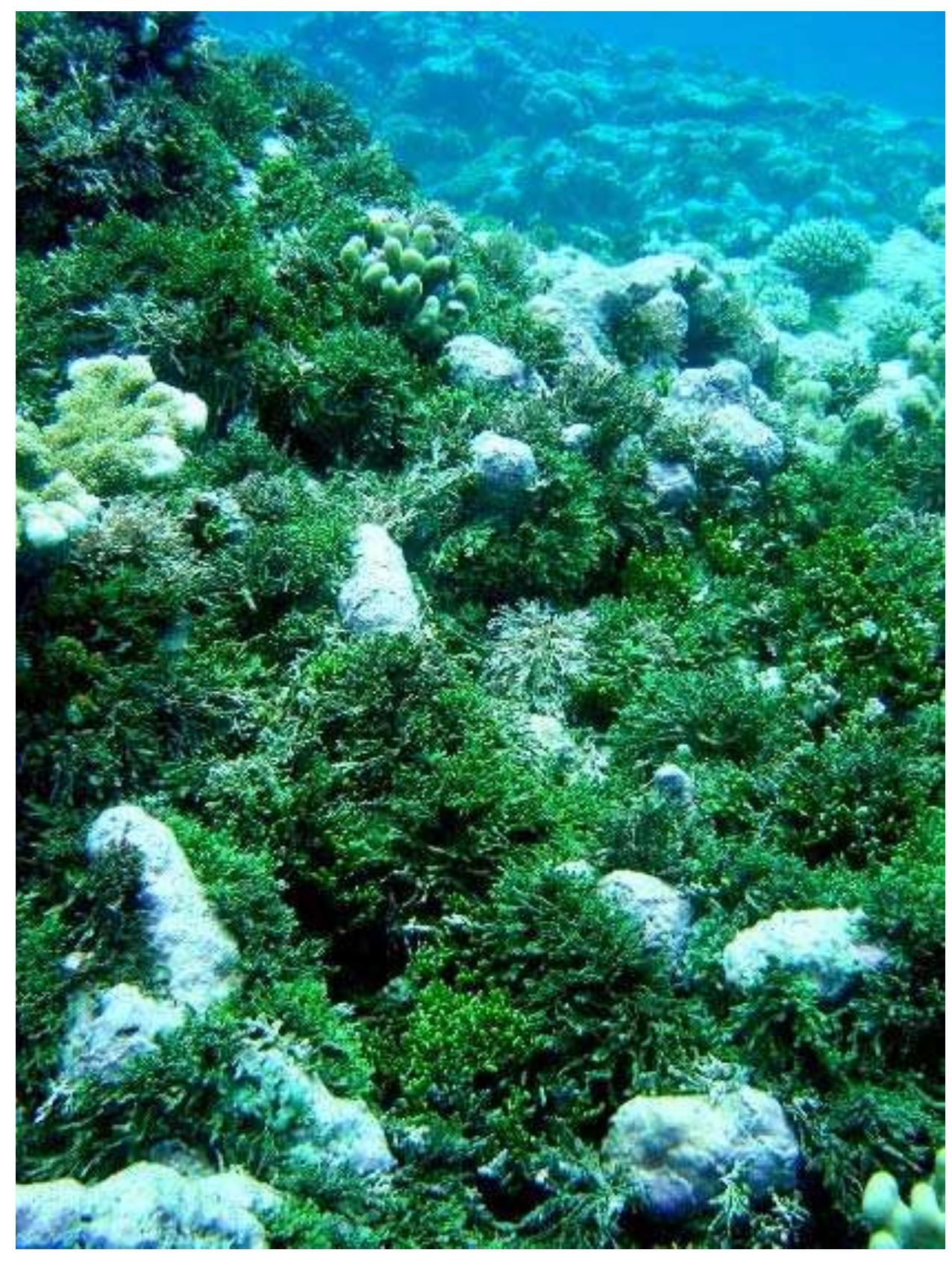 (PDF) Rapid Ecological Assessment for Ngulu and Ulithi Atolls. Yap ...