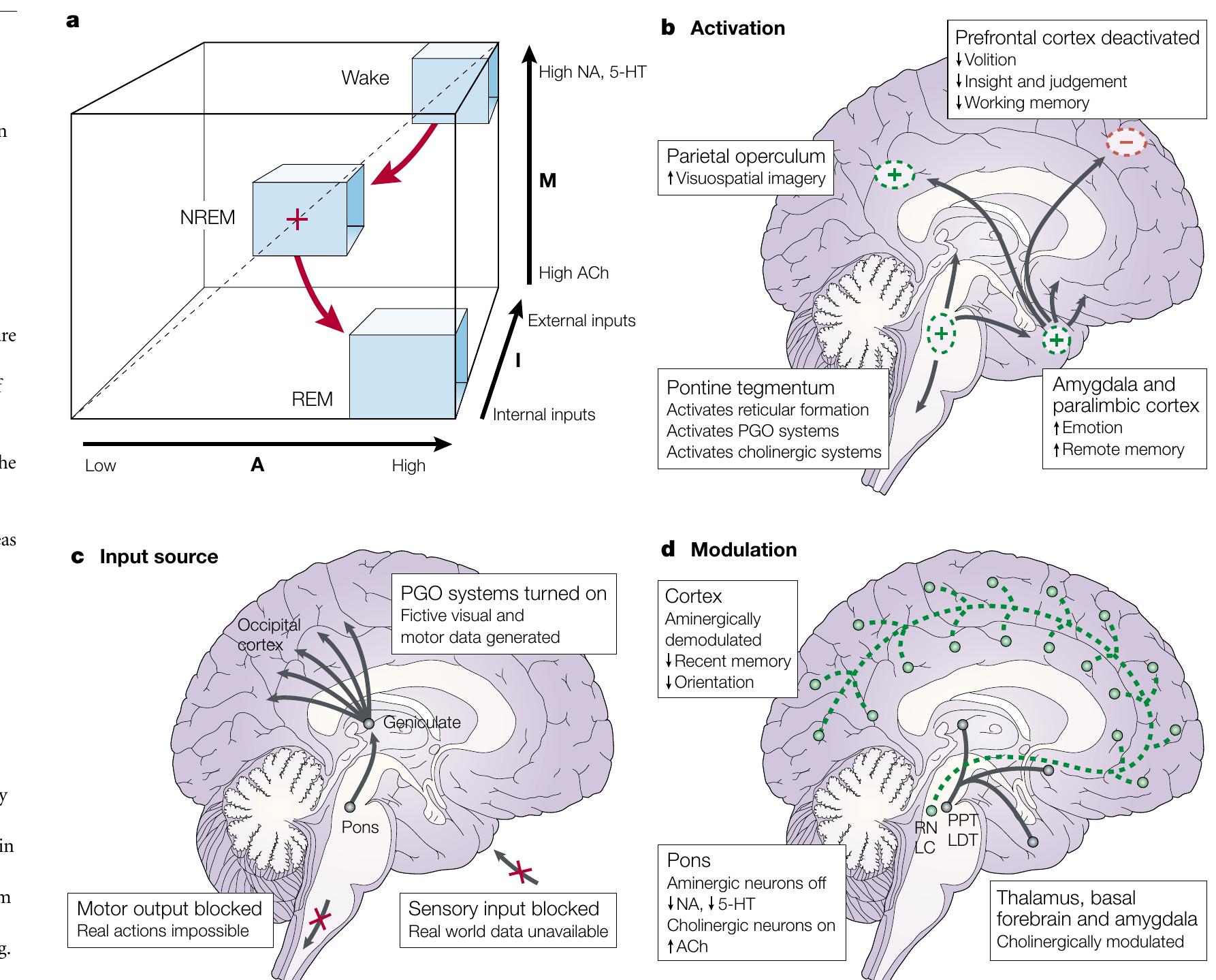 Figure 8 - from Hobson (2005) Cognitive Neuroscience of
