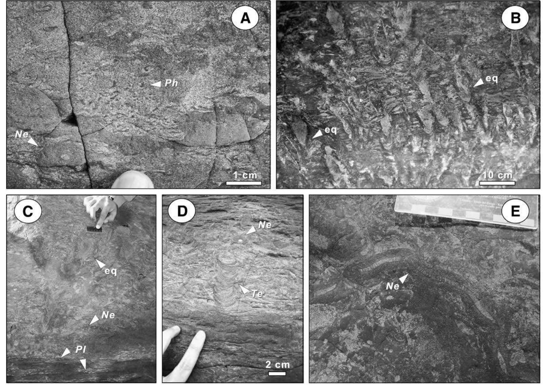 Figure 4 - from Ichnology and sedimentology of a