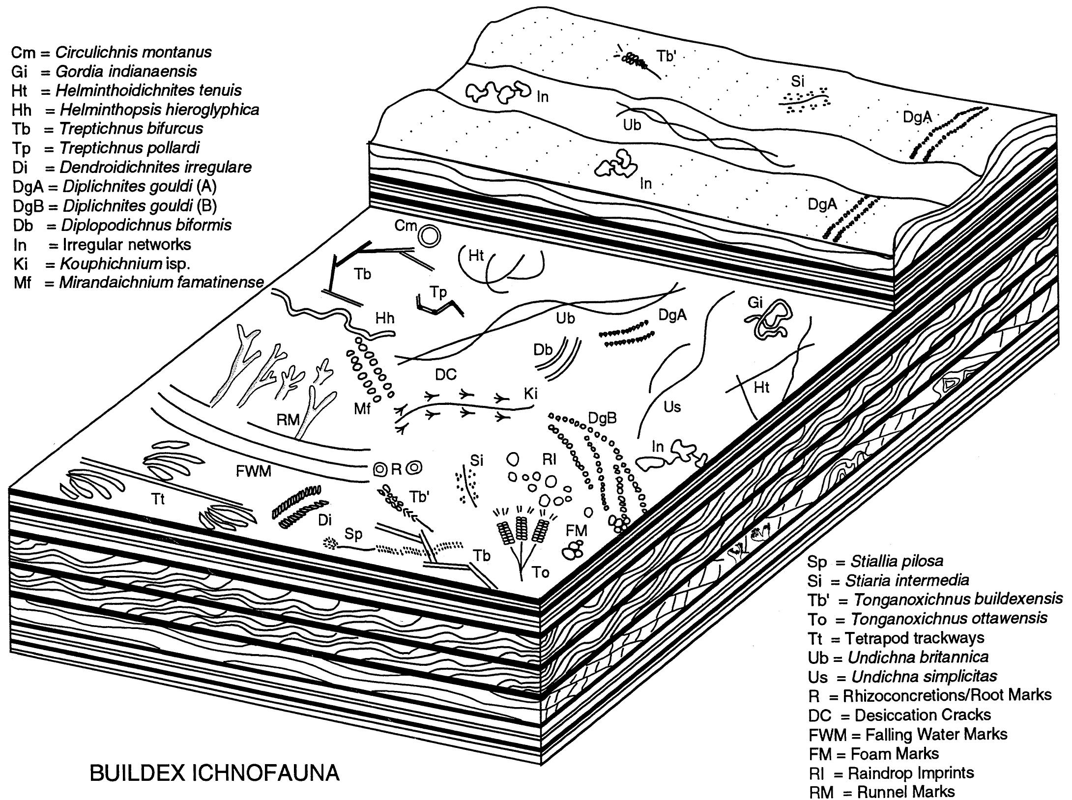 /6—schematic reconstruction of the buildex ichnofauna.