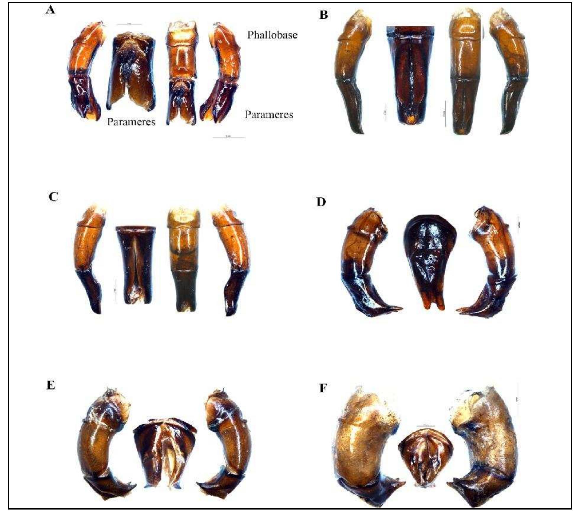 (PDF) STUDY OF EXTERNAL MALE GENITALIA OF TEN SPECIES OF INDIAN DUNG ...