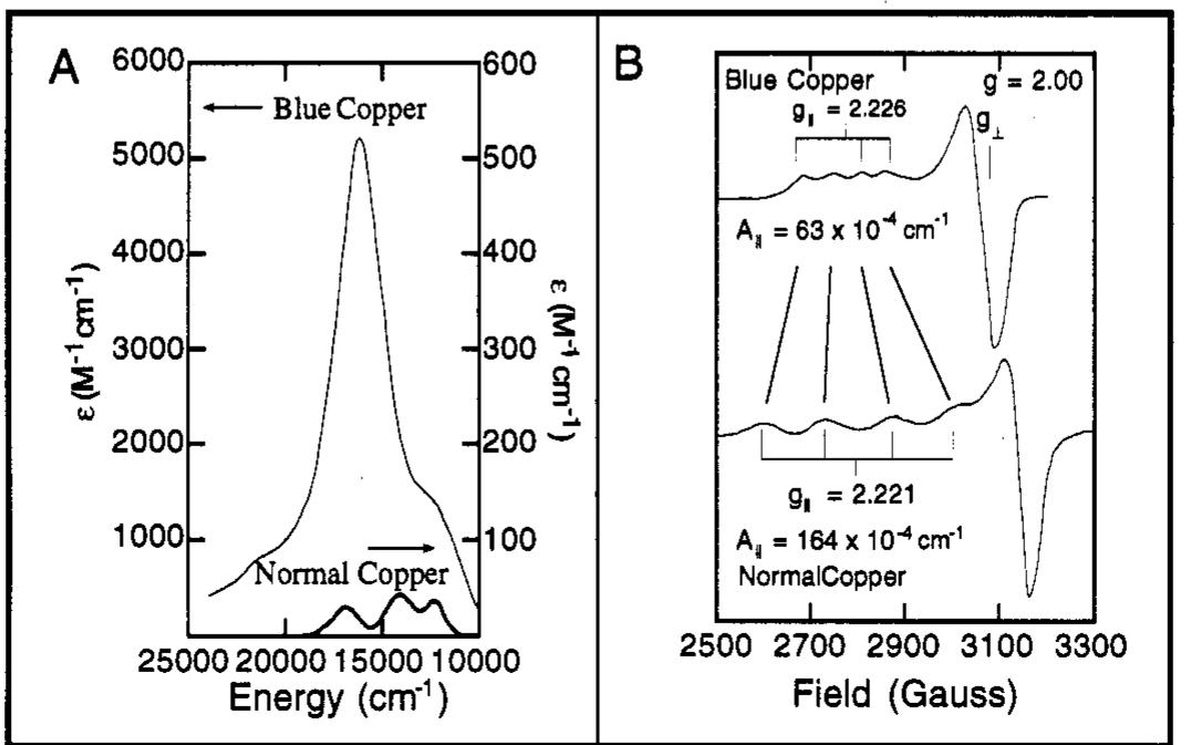(a) abs spectrum of plastocyanin (left € scale) and 