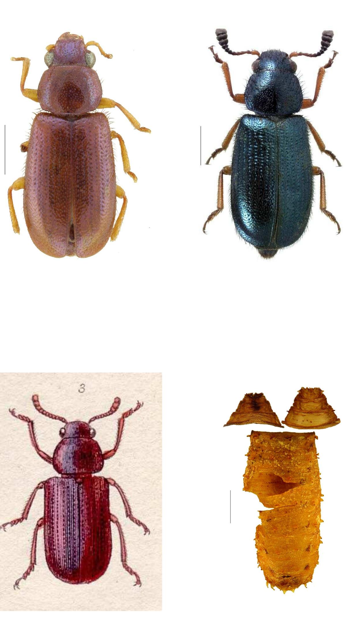 Mummy Insect (PDF) Archaeoentomological study of the insects remains found within ...
