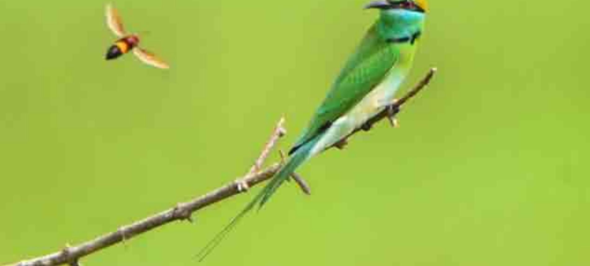 PDF) Veddas, Wildlife and Forest Resourses: A Socio