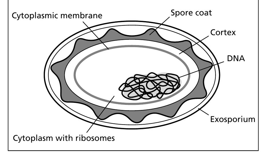 3 the structure of a typical bacterial endospore.