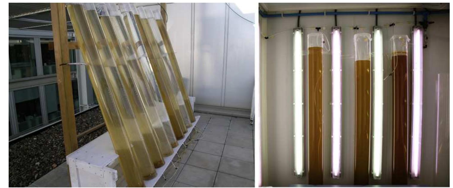 photograph of the bubble column photobioreactor (bcpbr)