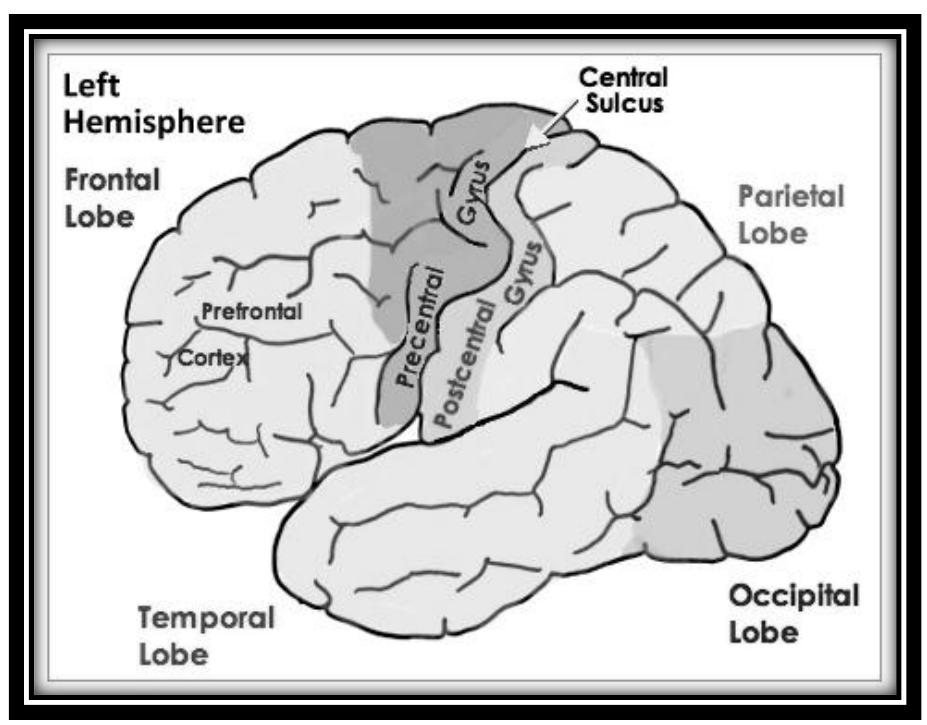 Various lobes of the cerebral cortex (adapted from amba,