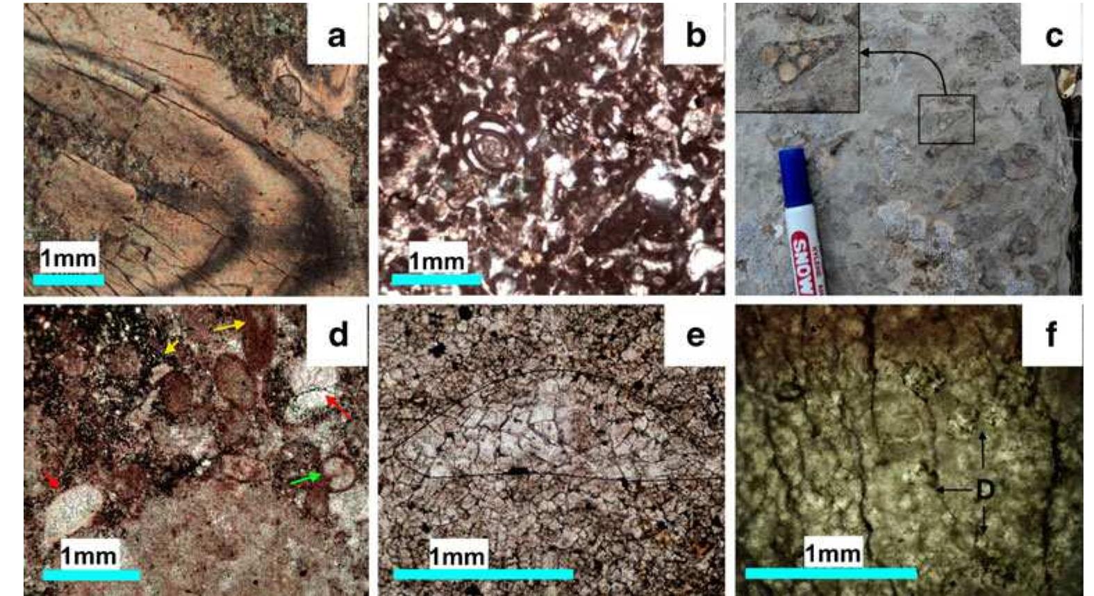 (PDF) Dolomite textures in the Upper Cretaceous carbonate-hosted Pb–Zn ...