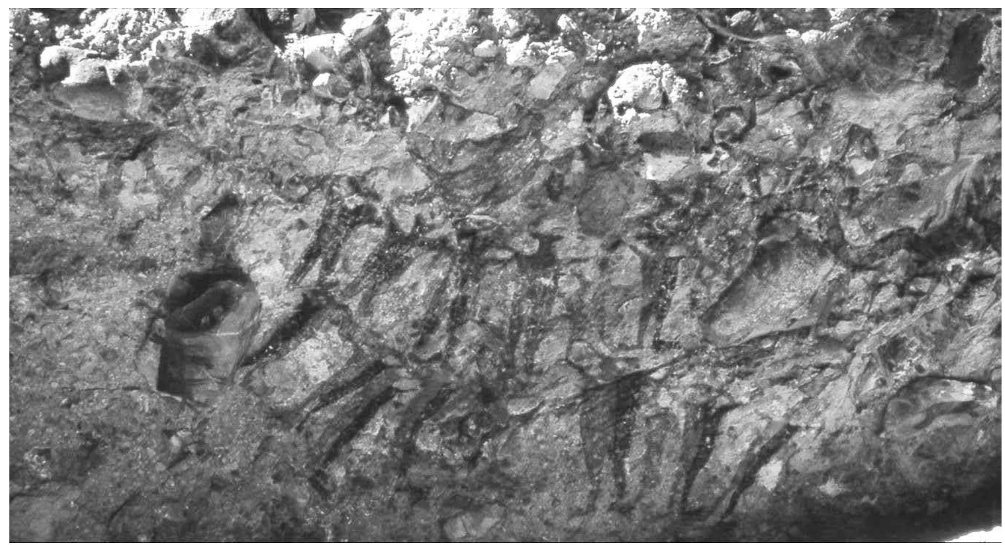 Figure 6. Overview of painted panel at Cueva de la Serpiente. Central scene with two horned serpents, human figures. and a sea lion (Photo R. Vifias). 