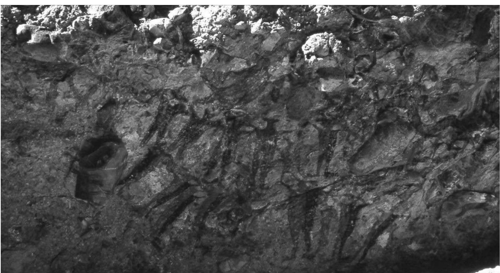 Figure 6a. Cueva de la Serpiente panel. Horned serpent with fish-like tail (foto R. Vifias). 