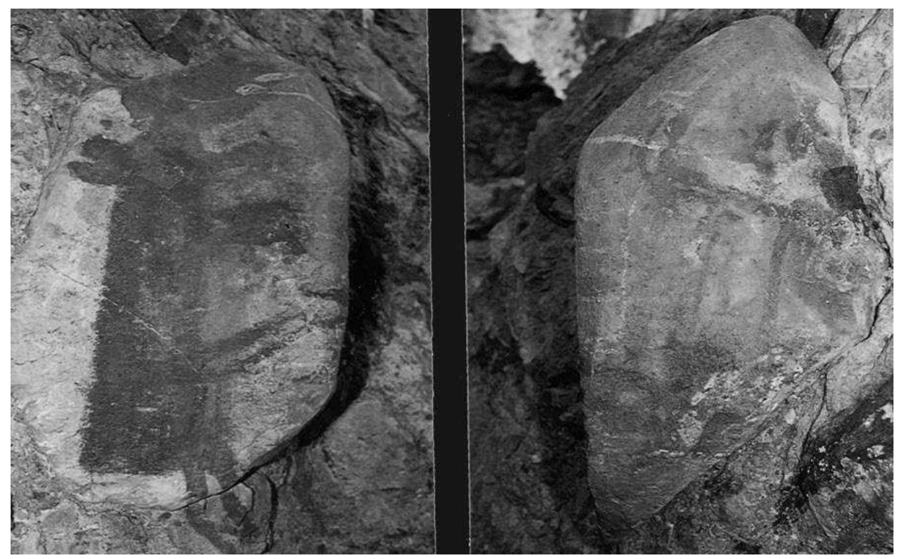 Figure 8. Painted blocks with pregnant hinds (Photo R. Vifias). 