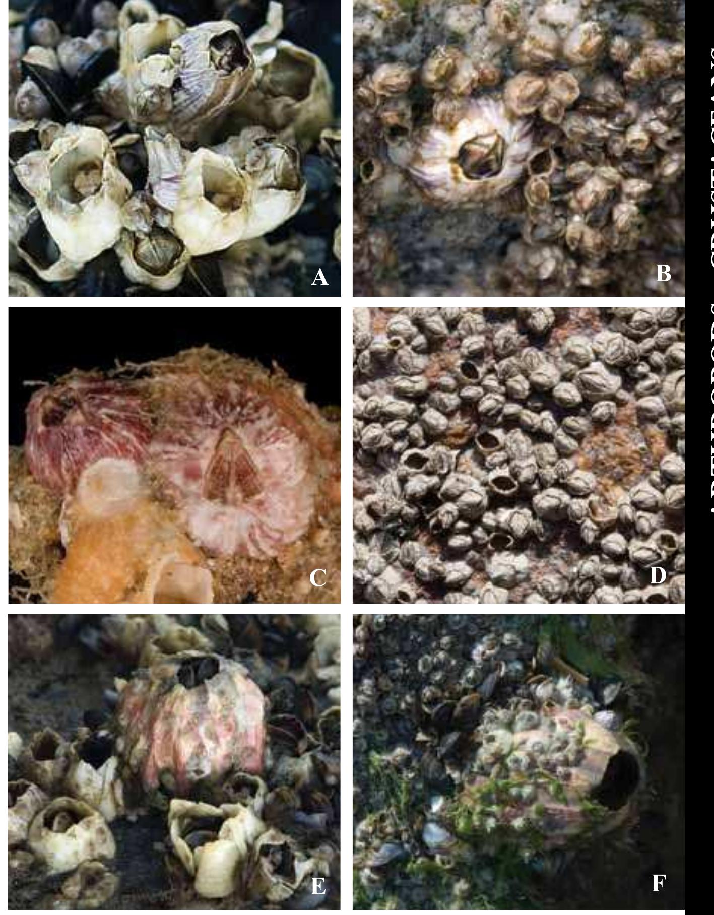 Barnacles are adapted to life in a wide variety of