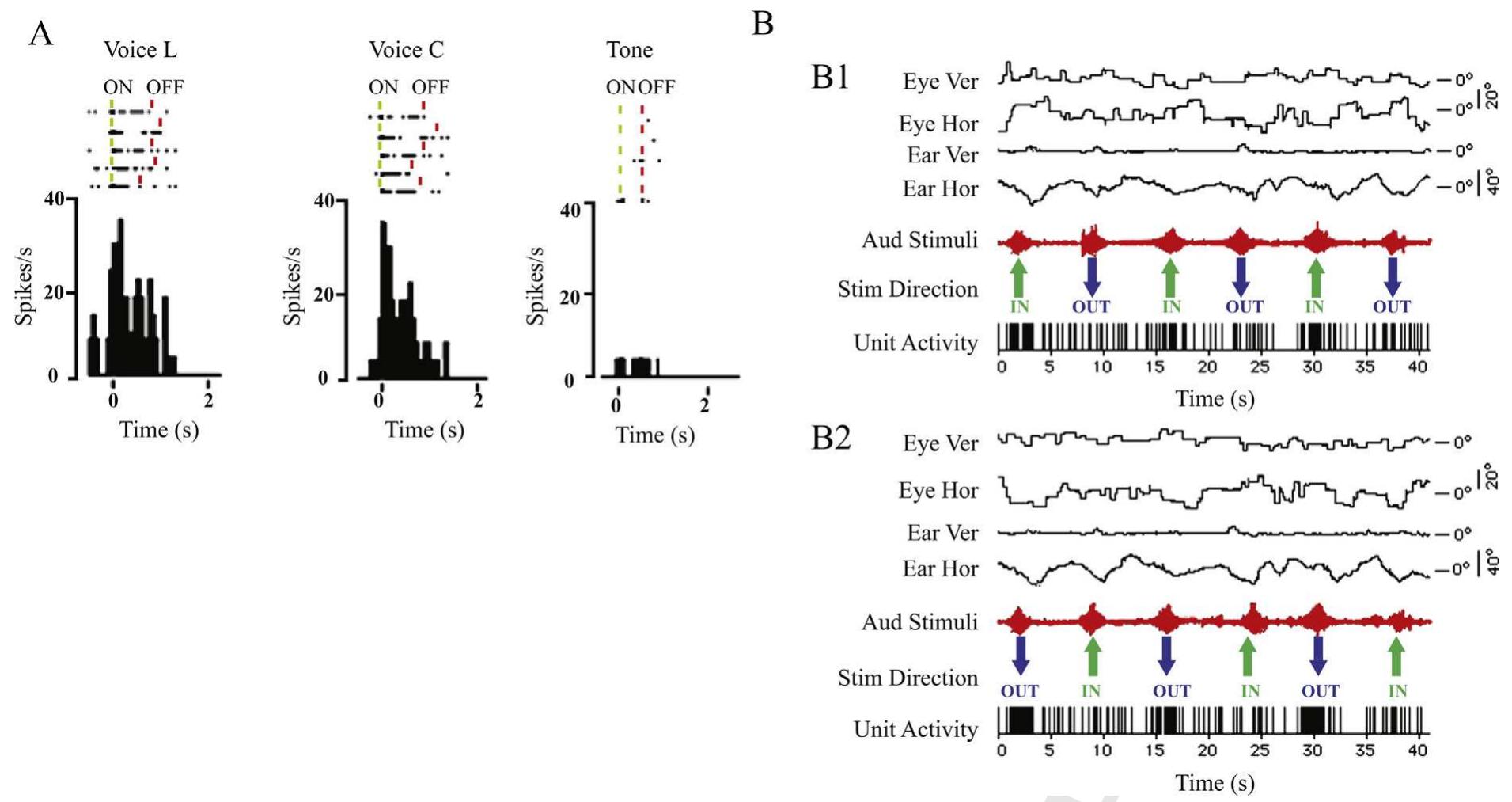 Fig. 2. Examples of auditory neurons. (A) Peristimulus time histograms showing neuron’s response for experimenters’ voices significantly enhanced relative to tone alone. X axes depict time in seconds, Y axes depict the neuron’s firing rate in spikes/seconds. Each dot in rasters represents one spike. Bin width: 50 ms (modified by Bon and Lucchetti, 2006). (B) Neurons’ response showing activity directionally tuned. Eye and ear position, auditory stimulus markers, auditory stimulus direction and unit activity are represented. (B1) Neuron’s response showing activity directionally tuned for footsteps sound moving towards the monkey. (B2) Neuron’s response showing activity directionally tuned for footsteps sound moving away from the monkey (modified by Bon and Lucchetti, 2006). 