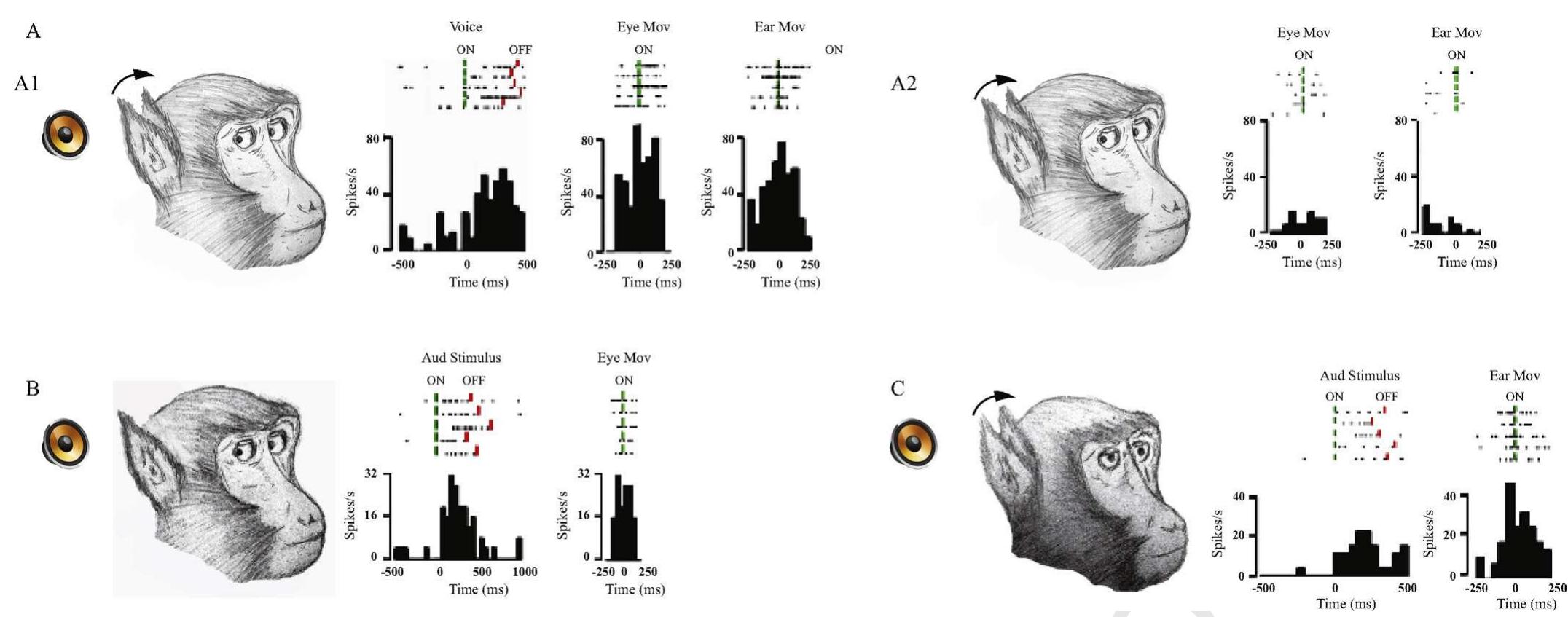Fig. 3. Examples of auditory-motor neurons. (A1) Neuron’s response for experimenter’s voice, orienting saccade, and orienting ear movement. (A2) In spontaneous condition, without auditory stimulus, the discharge is synchronized neither with saccades nor with ear movement (modified by Lucchetti et al., 2008). (B) Neuron’s response for the environmental auditory stimulus and orienting saccade but not for orienting ear movement (modified by Lucchetti et al., 2008). (C) Neuron’s response for the environmental auditory stimulus and orienting ear movement but not for the orienting saccade (modified by Lucchetti et al., 2008). The black-orange circle symbolizes loudspeaker. Its presence indicates an acoustic stimulation. X axes depict time in milliseconds; Y Axes depict the neuron’s firing rate in spikes/seconds. Each dot in rasters represents one  spike. Bin width: 50 ms (modified by Lucchetti et al., 2008). (For interpretation of the references to colour in this figure legend, the reader is referred to the web version of this article.) 