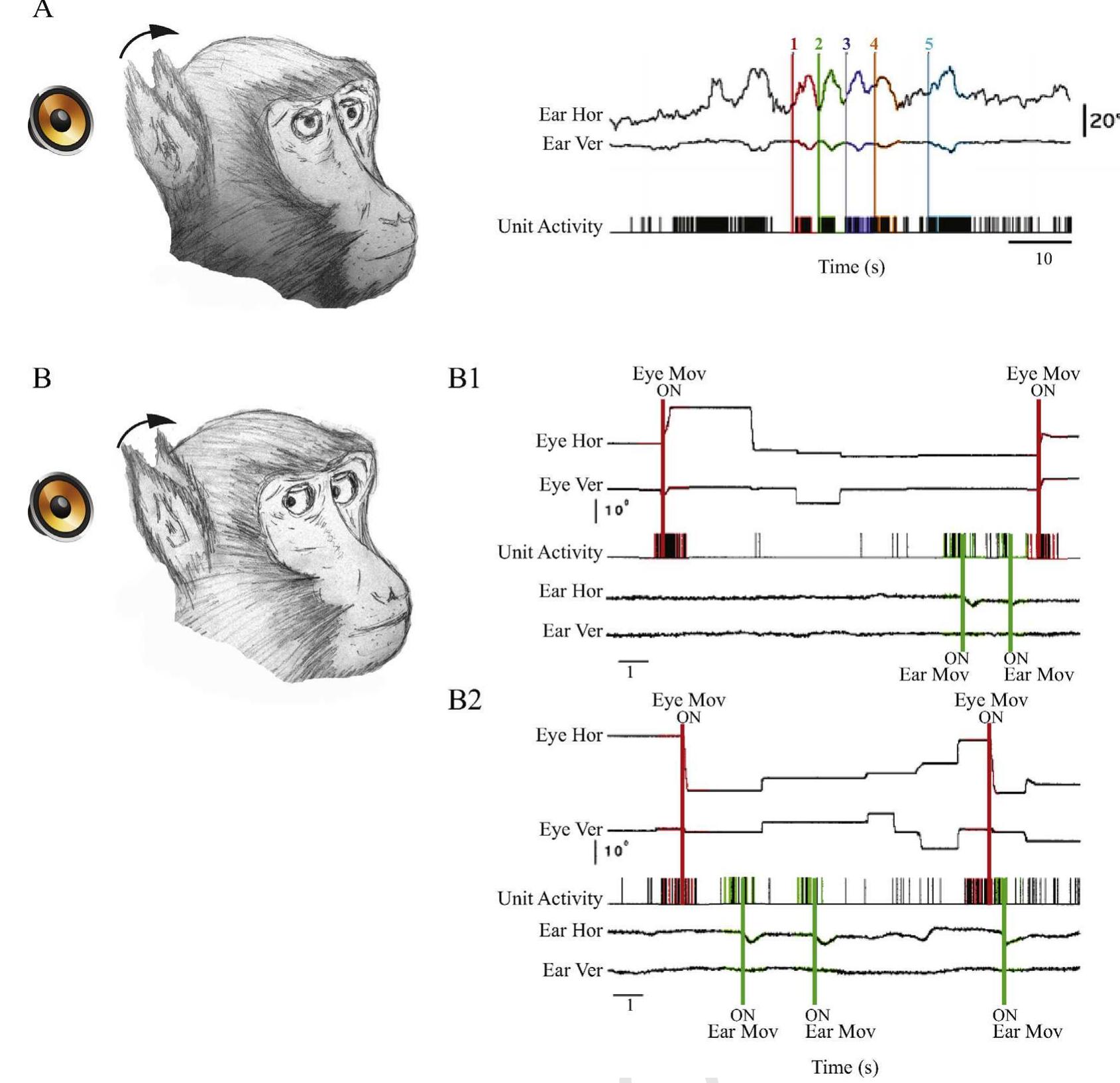 Fig. 4. Examples of motor neurons. (A) Ear position and unit activity are represented. Neuron’s response for orienting ear movement (modified by Lucchetti et al., 2008) Five bars of different colours indicate the onset of five orienting ear movements. (B) Neurons’ response for both orienting ear and eye movements. (B1) Neuron discharging for right saccadic movements and ear backward movements. (B2) Neuron discharging for left saccadic movements and ear backward movements (modified by Bon anc  Lucchetti, 1994). The black-orange circle symbolizes loudspeaker. Its presence indicates an acoustic stimulation. (For interpretation of the references to colour in this figure legend, the reader is referred to the web version of this article.) 