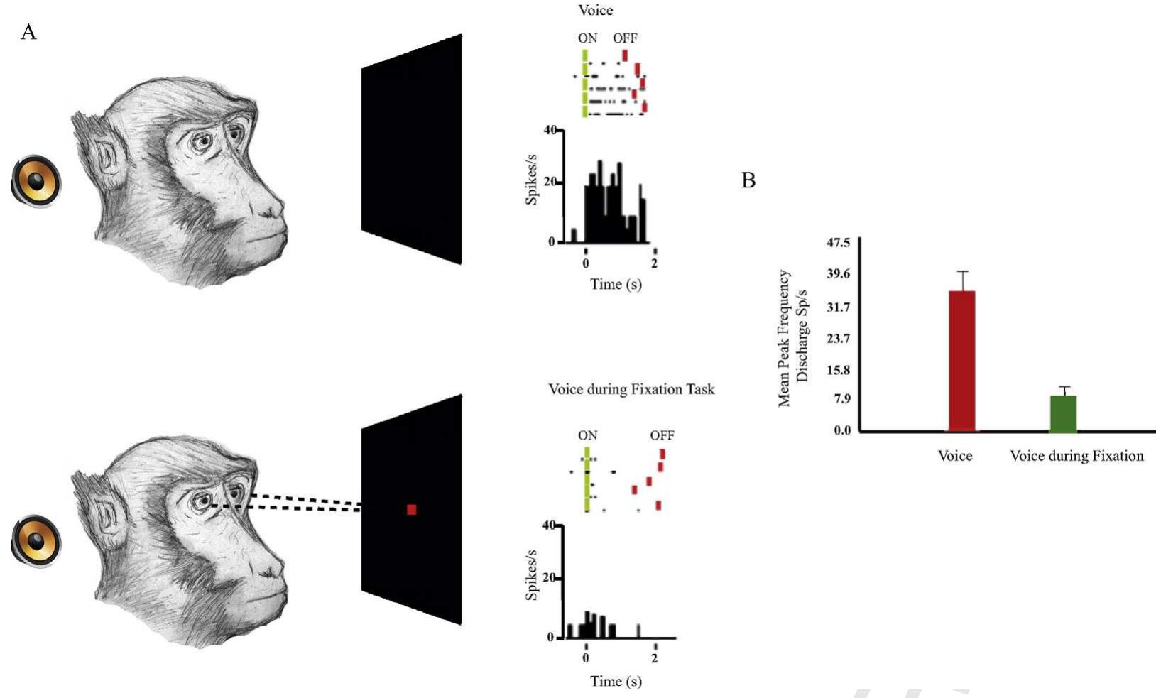 Fig. 5. Example of auditory neuron affected by visual attentional engagement. (A) Peristimulus time histogram showing neuron’s response for experimenter’s voice in spontaneous conditions (upper). No neuronal response for the same auditory stimulus presented during the execution of a visual fixation task (bottom). Each dot in rasters represents one spike. Bin width: 50 ms (modified by Bon and Lucchetti, 2006). The black-orange circle symbolizes loudspeaker. Its presence indicates an acoustic stimulation. (B) Population analysis: Red, auditory neurons’ average firing rate for experimenter’s voice in spontaneous conditions. Green, average firing rate during the execution of a visual fixation task (modified by Bon and Lucchetti, 2006). (For interpretation of the references to colour in this figure legend, the reader is referred to the web version of this article.) 