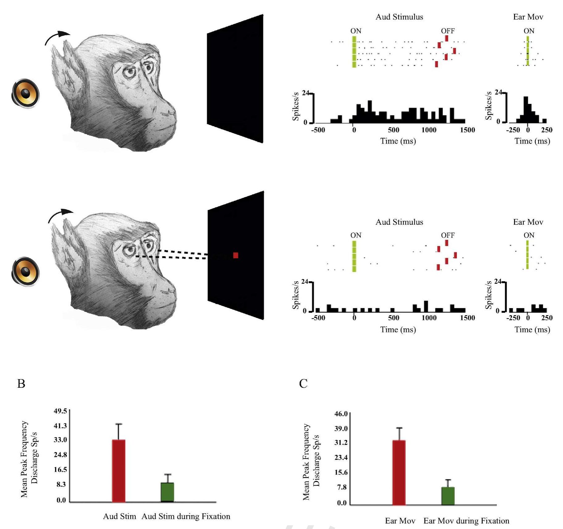 Fig. 6. Example of auditory-motor neuron affected by visual attentional engagement. (A) Peristimulus time histogram showing neuron’s response for auditory motor integration. Upper: neuron’s response showing high firing rate for the auditory stimulus and ear movements in spontaneous conditions. Bottom: no response for the same auditory stimulus and ear movements is observed during the execution of a visual fixation task. Each dot in raster represents one spike. Bin width: 50 ms (modified by Lucchetti et al., 2008). The black-orange circle symbolizes loudspeaker. Its presence indicates an acoustic stimulation. (B) Population Analysis: Red, neurons’ average firing rate for the auditory component in spontaneous conditions. Green, neurons’ average firing rate during the execution of a visual fixation task (modified by Lucchetti et al., 2008). (C) Population analysis: Red, neurons’ average firing rate for the motor component in spontaneous conditions. Green, neurons’ average firing rate during the execution  of a visual fixation task (modified by Lucchetti et al., 2008). (For interpretation of the references to colour in this figure legend, the reader is referred to the web version of this article.) 