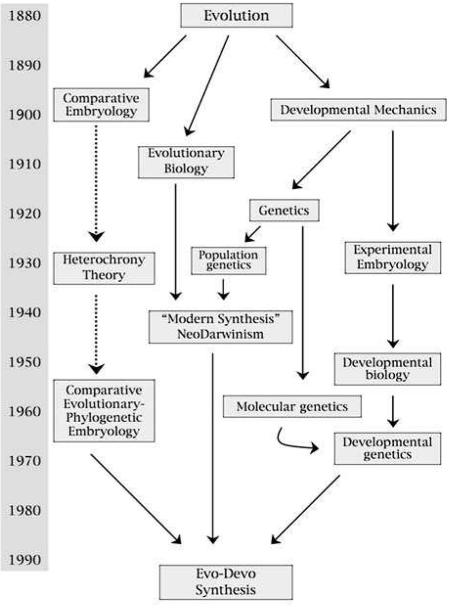 (PDF) Evolutionary developmental biology: its concepts and history with ...