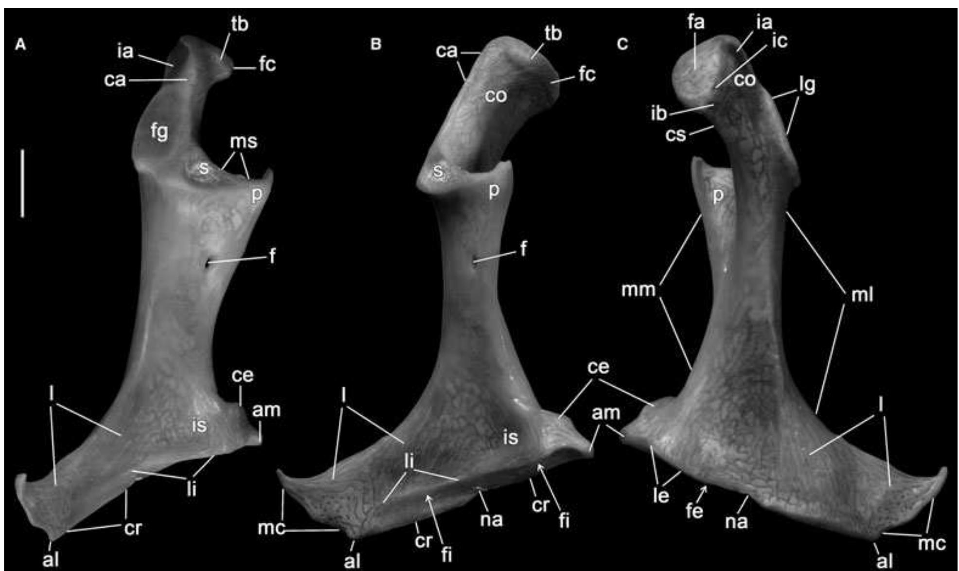 Anatomy and terminology of the coracoid of a procellariid,