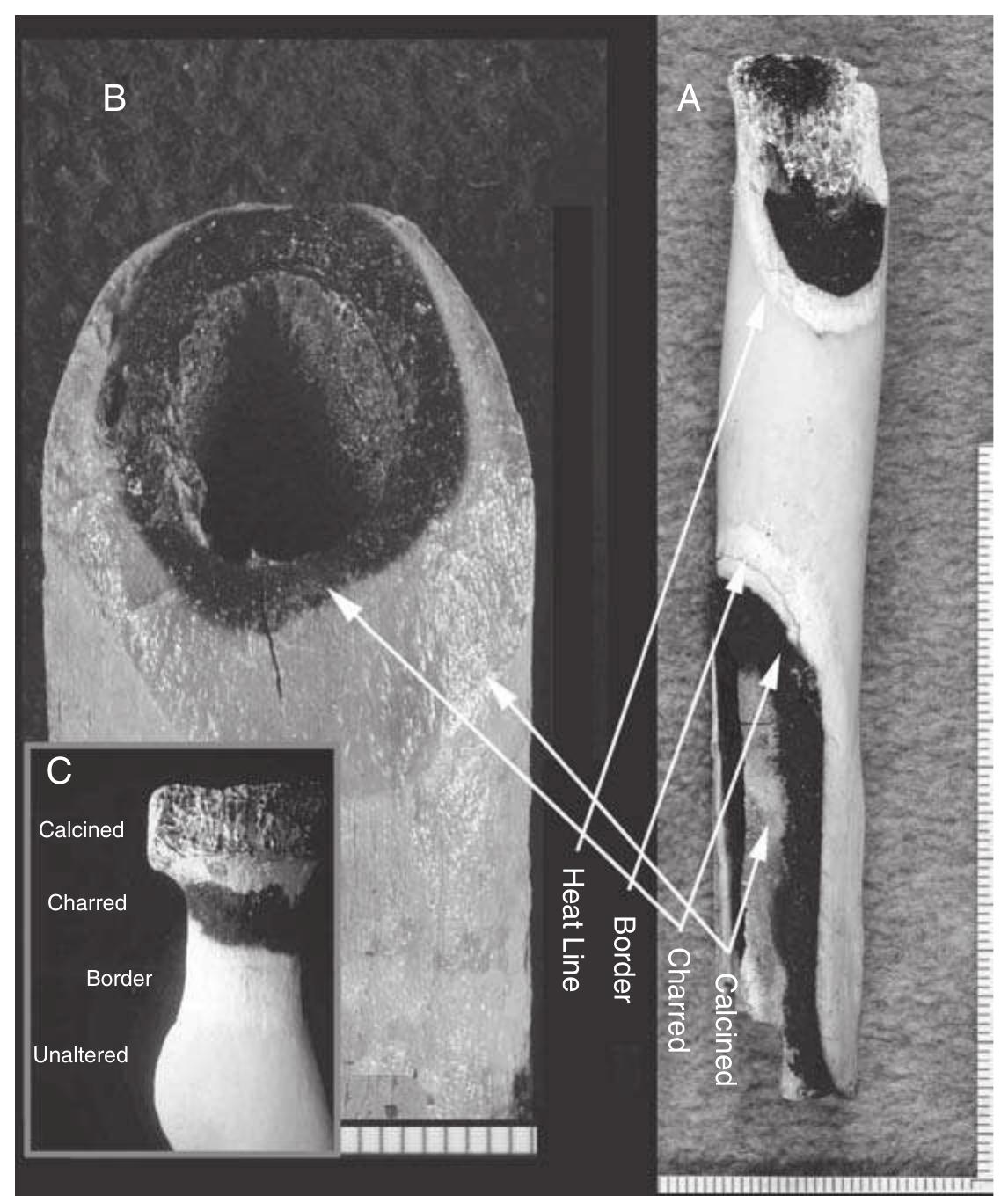 (PDF) Patterned Thermal Destruction of Human Remains...
