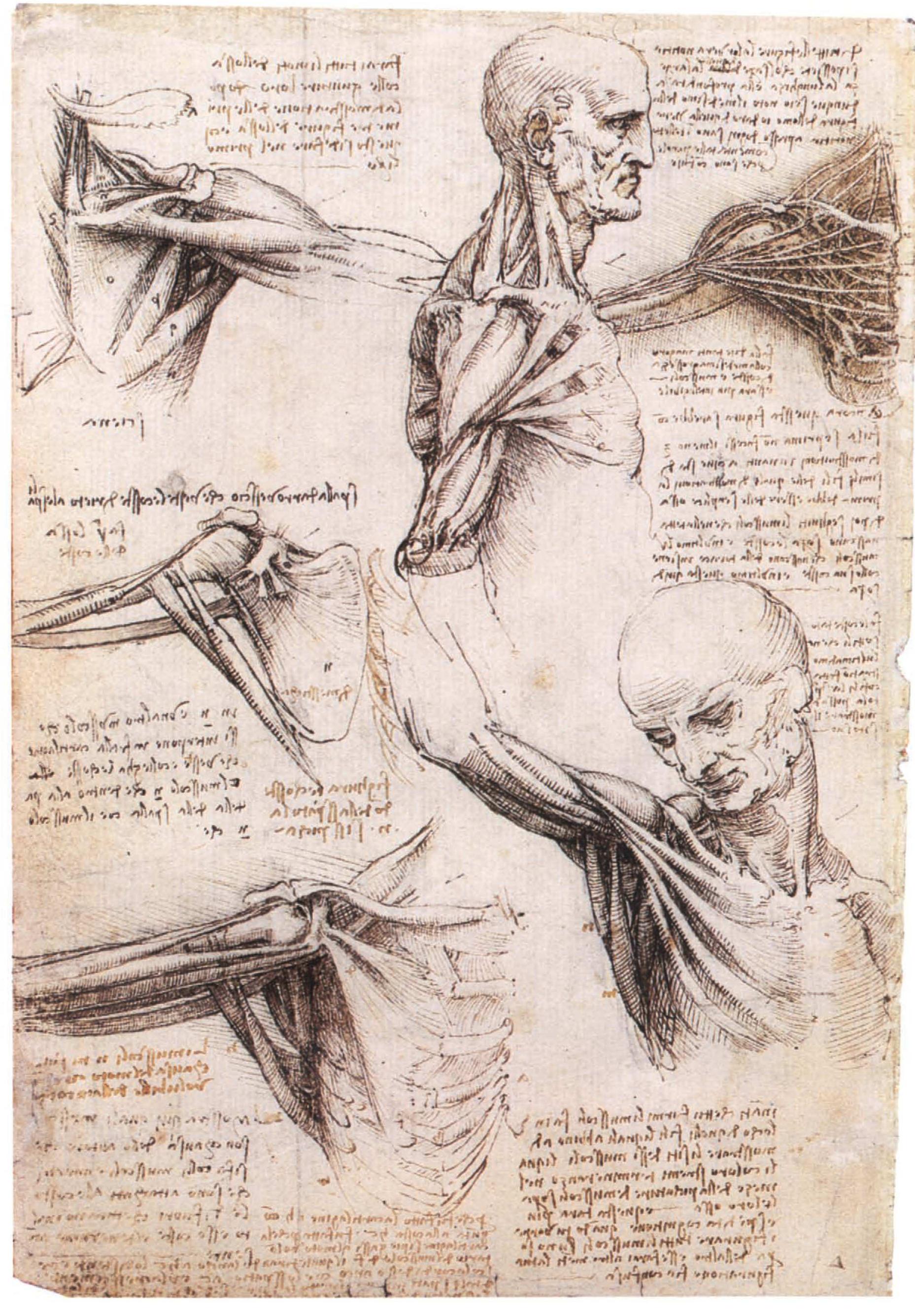 27B. The muscles of the shoulder (R.L. 19003V) 
