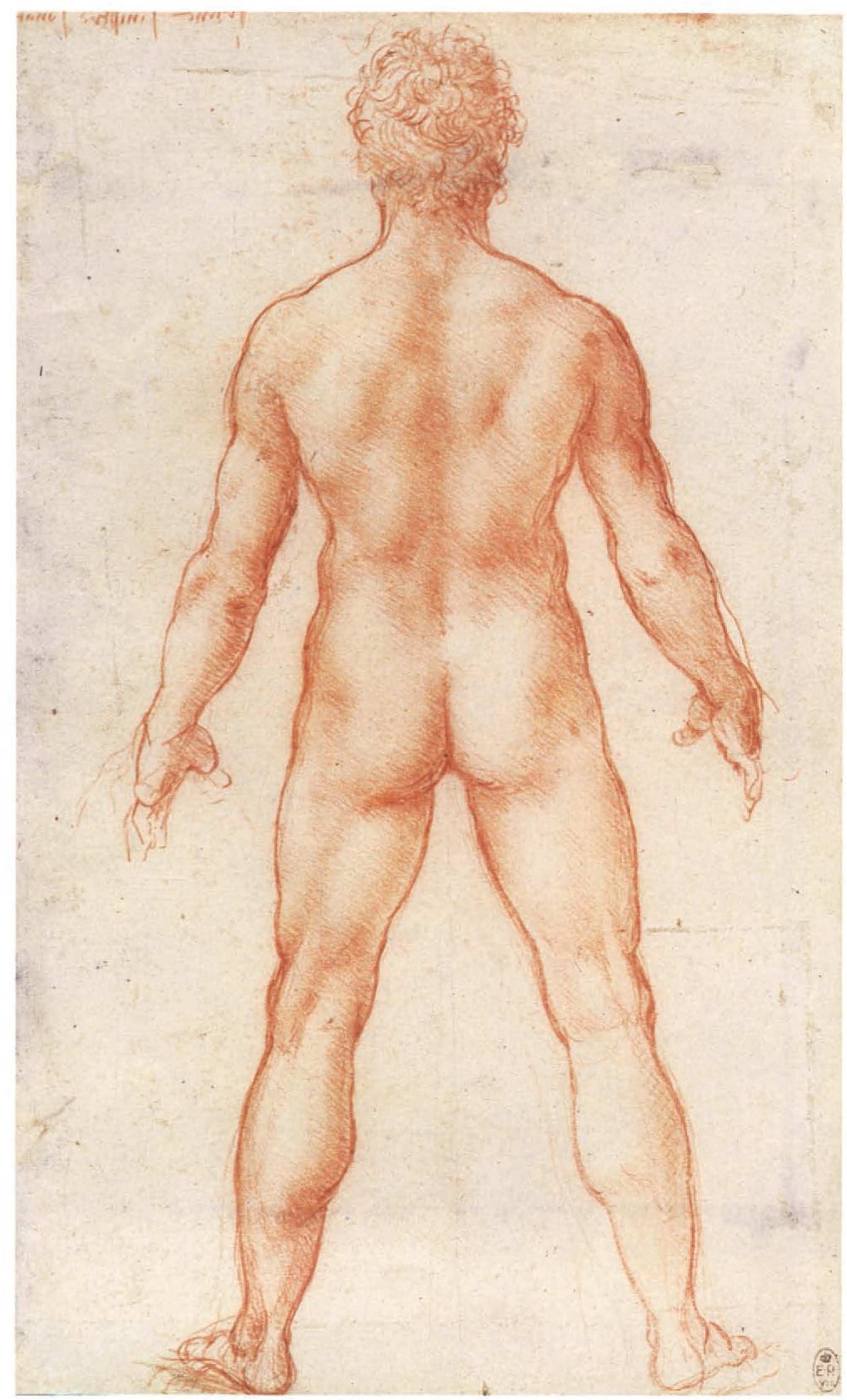 50. Male nude seen from the back (R.L. 12596R) 