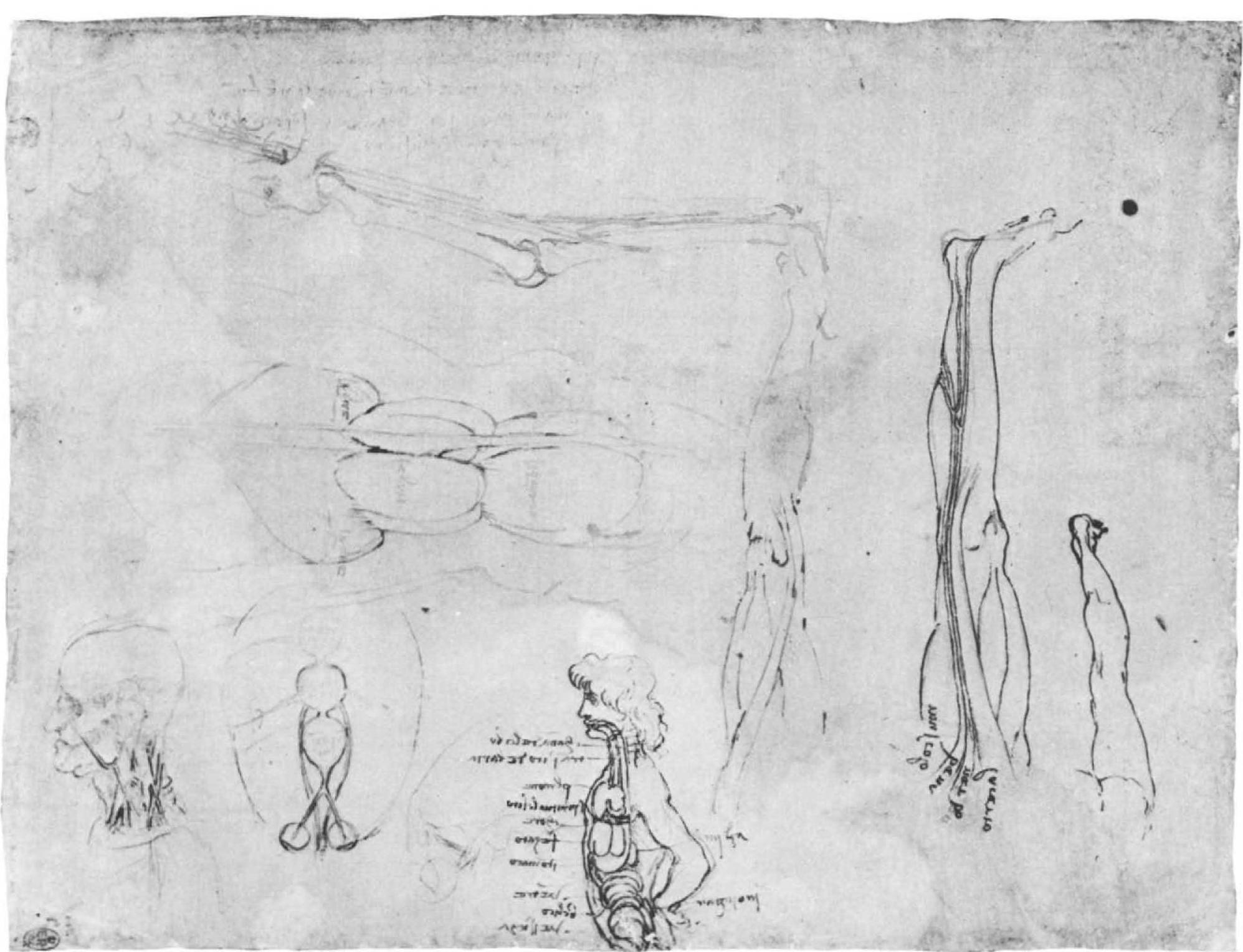 The rough sketch in the center represents visceral organs of an animal. It  To the right, upside down, is a dissection of the leg, showing the saphen- ous nerve and its accompanying vein, with the straplike sartorius muscle labeled lacerto.  The drawing bottom center shows Leonardo’s attempts to acquaint himself with the general positions of the main viscera (labeled with indicator lines) n the chest and abdomen —what was knownas a “situs figure” in his day. To he left of this, in an oval section, is an attempt at cerebral localization in the ventricles of the brain; the optic, olfactory, and acoustic nerves being traced sack to their hypothetical destinations. Under ultraviolet light the ventricles of this diagram can be seen to be marked, from top to bottom: memoria, homune senso (i.e., senso commune), and imprensiva. The three ventricles are drawn again within the skull in the old man’s head to the left. Another irawing of the skull, apparently connected with the old man’s head on the eft margin, is clarified under ultraviolet light immediately to the left of the situs figure. It shows the orbits from which the optic nerves issue, converg- ng on the anterior ventricle. This is connected by a narrow channel to the niddle and posterior ventricles. For the diagrammatic treatment of the cerebral ventricles, see entry for 9A, of 1493-94. 