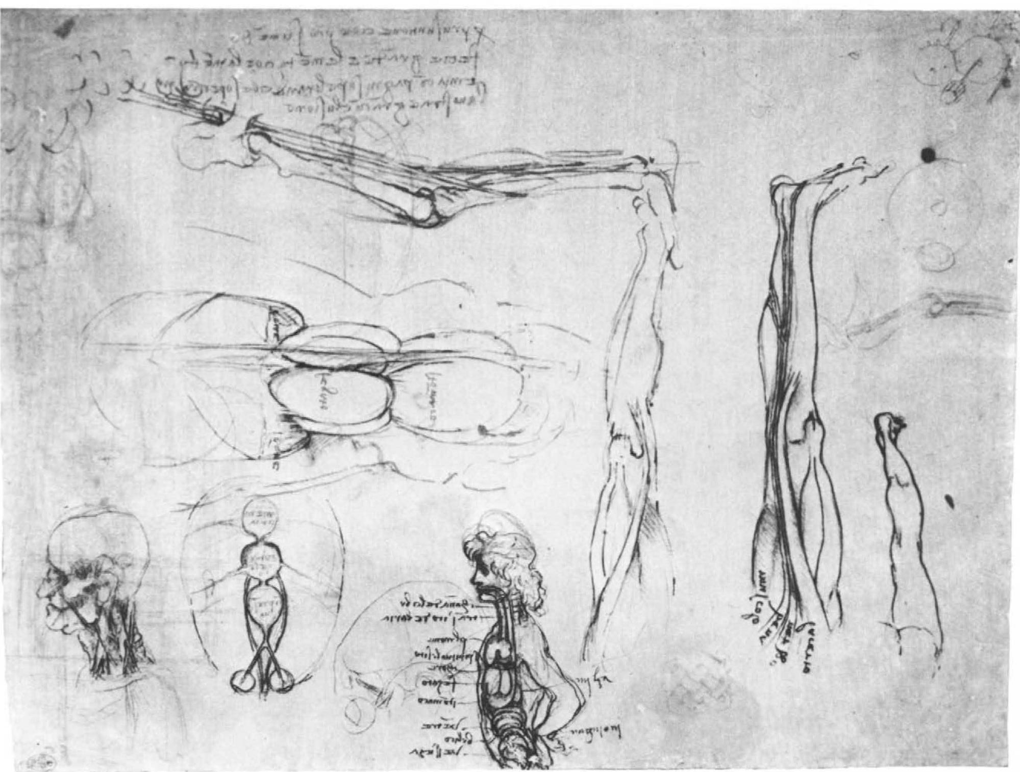 SEEN RE A ES Se eS EN I ST MTR NC! Een? Somenemene We. SRI Wnts mn eintnad eee  Several other totally new drawings appear under ultraviolet light. In the top right-hand corner are two sketches for a system of gear wheels and pinions for augmenting lifting power. To the left of these is Leonardo's familiar doodle djmmj (tell me), and below there is a sketch of nerves emerg- ing from beneath the clavicle into the arm (compare 5 A). To the right of the situs figure, bottom right, is a small interlacing pattern. Beneath the old man’s head on the left-hand margin is a rectangular structure: perhaps the ground plan of some architectural project. Below the sketch of the viscera in the center, facing toward the top of the sheet, a youthful profile has appeared. In addition, four enigmatic lines of script are revealed (top left), presented in the form of a riddle which has not yet been solved by Leonardo scholars. 