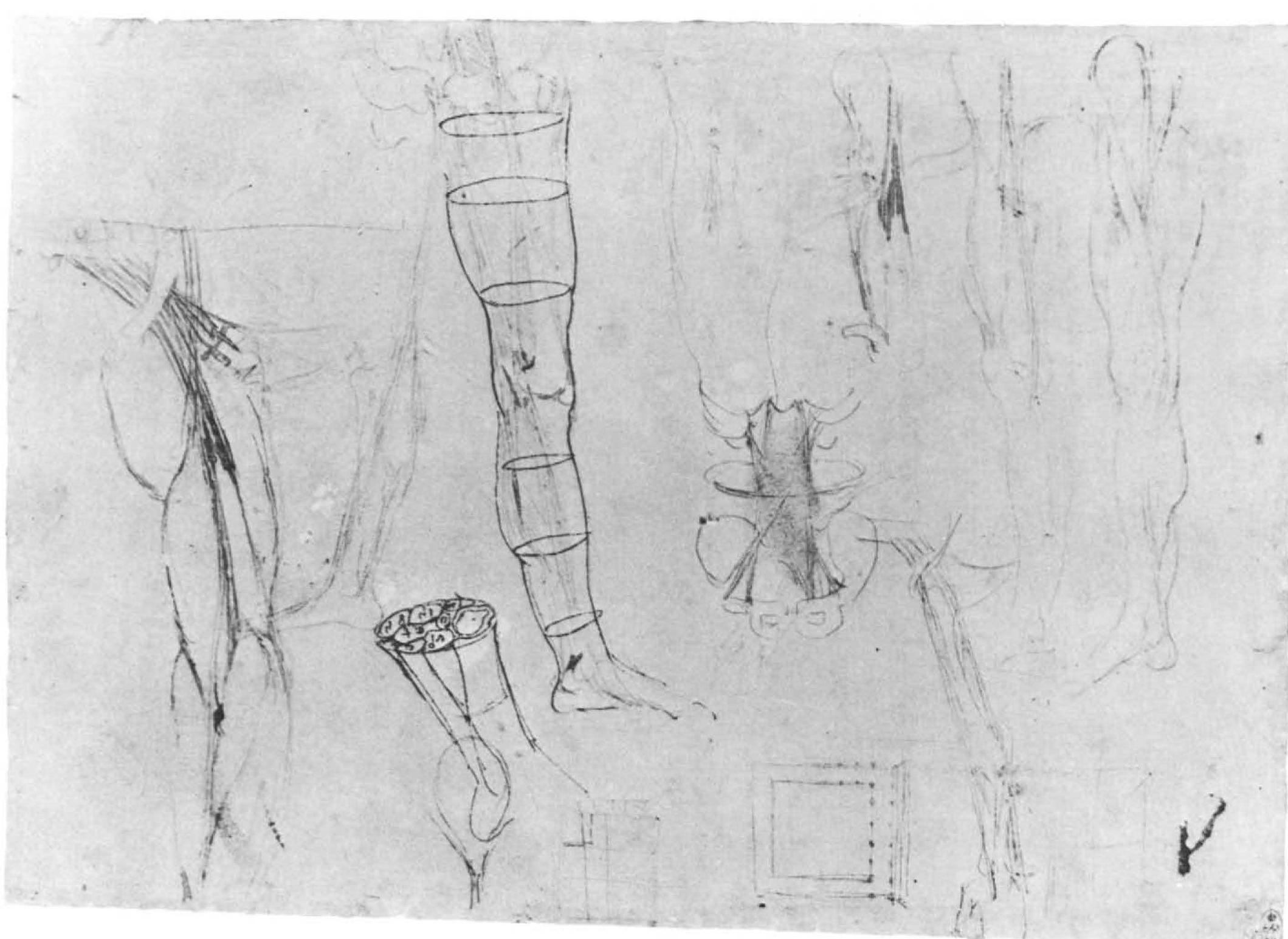 The sheet contains eight drawings of a man’s leg, including one segmental view (to left of center) and below this a sectional view of the lower leg, lettered a—o. To left and right, on the lower part of the sheet (turn the paper 90 degrees), are two studies of the arm and shoulder, showing very elemen- tary patterns of the brachial plexus. To the right of center is a rough sketch of the abdominal muscles, with ribs and pelvis. All these forms are greatly clarified by ultraviolet light, as are the architectural plans along the lower edge of the sheet. Their purpose is still unknown, but they may refer to plans of palaces as shown in Codex Atlanticus, f.324r of about 1482, on which Leonardo listed the works that he was to take to Milan or leave in Florence. As one ground plan hints at columns and steps as in an antique temple, these architectural scribbles may be theoretical notations inspired by the reading of Vitruvius.  Pen and brown ink (two shades) over tw types of metalpoint on blue prepared paper. 212 X 297 mm (R.L. 12617R)  4. Muscles, tendons, and veins of the arms and legs 