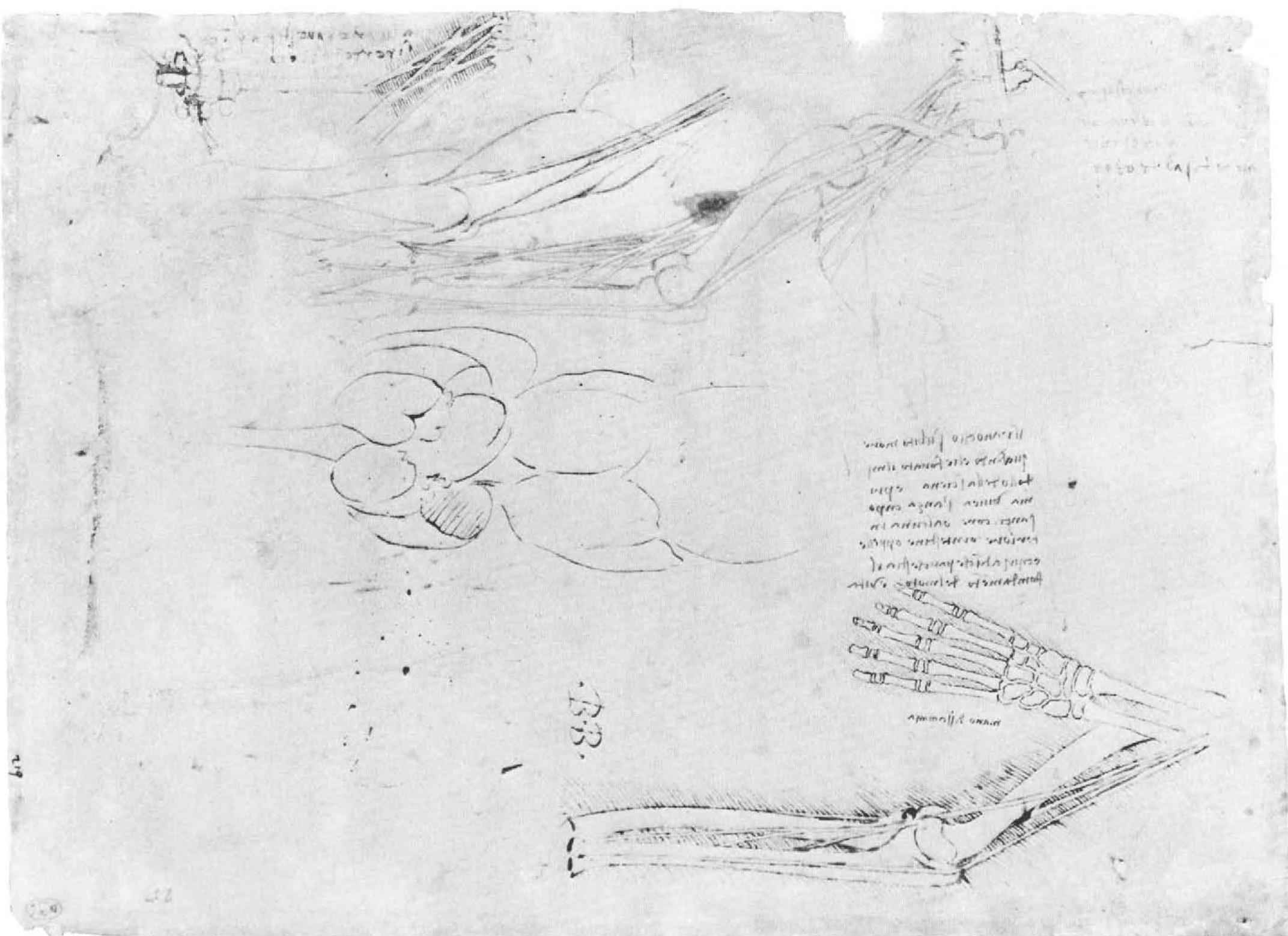 Figure 11 - Leonardo da Vinci : anatomical drawings