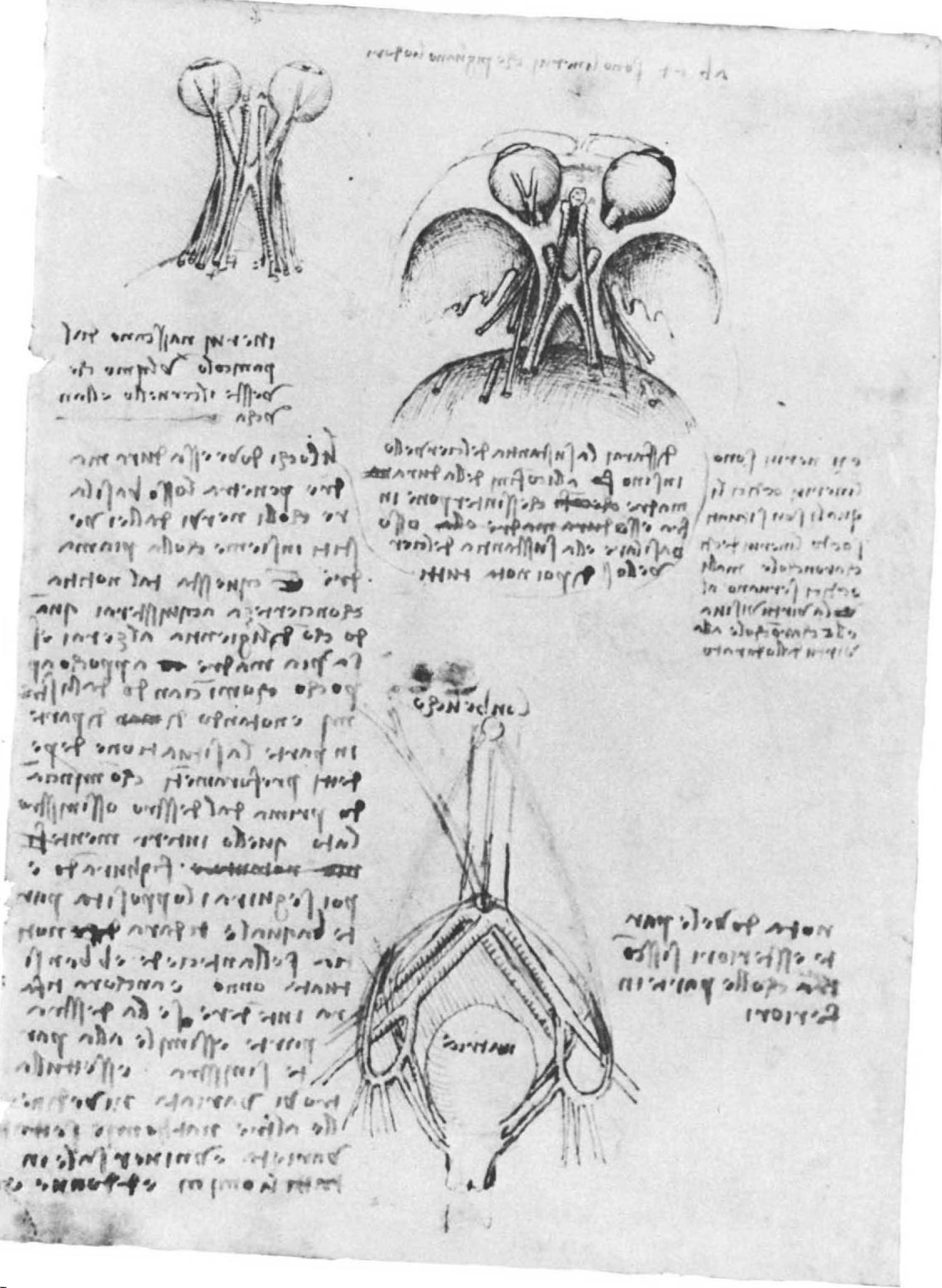 Figure 31 Leonardo da Vinci : anatomical drawings