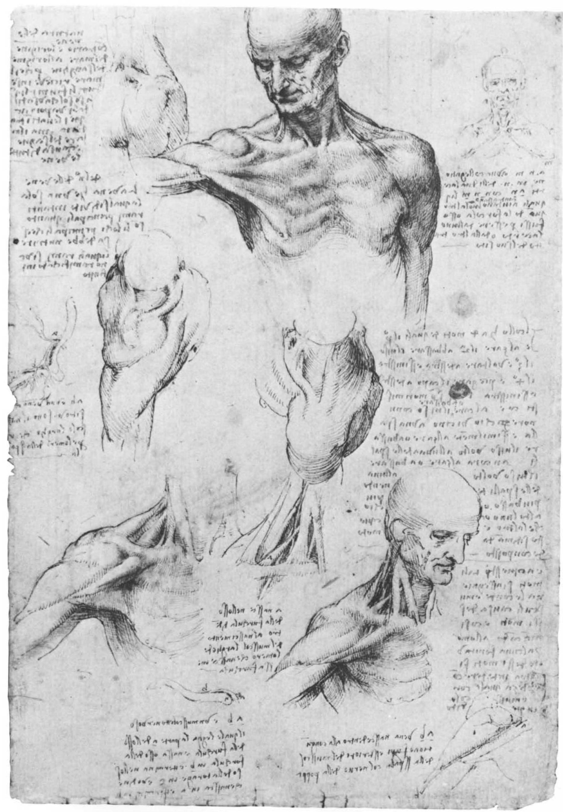 Figure 60 Leonardo da Vinci : anatomical drawings