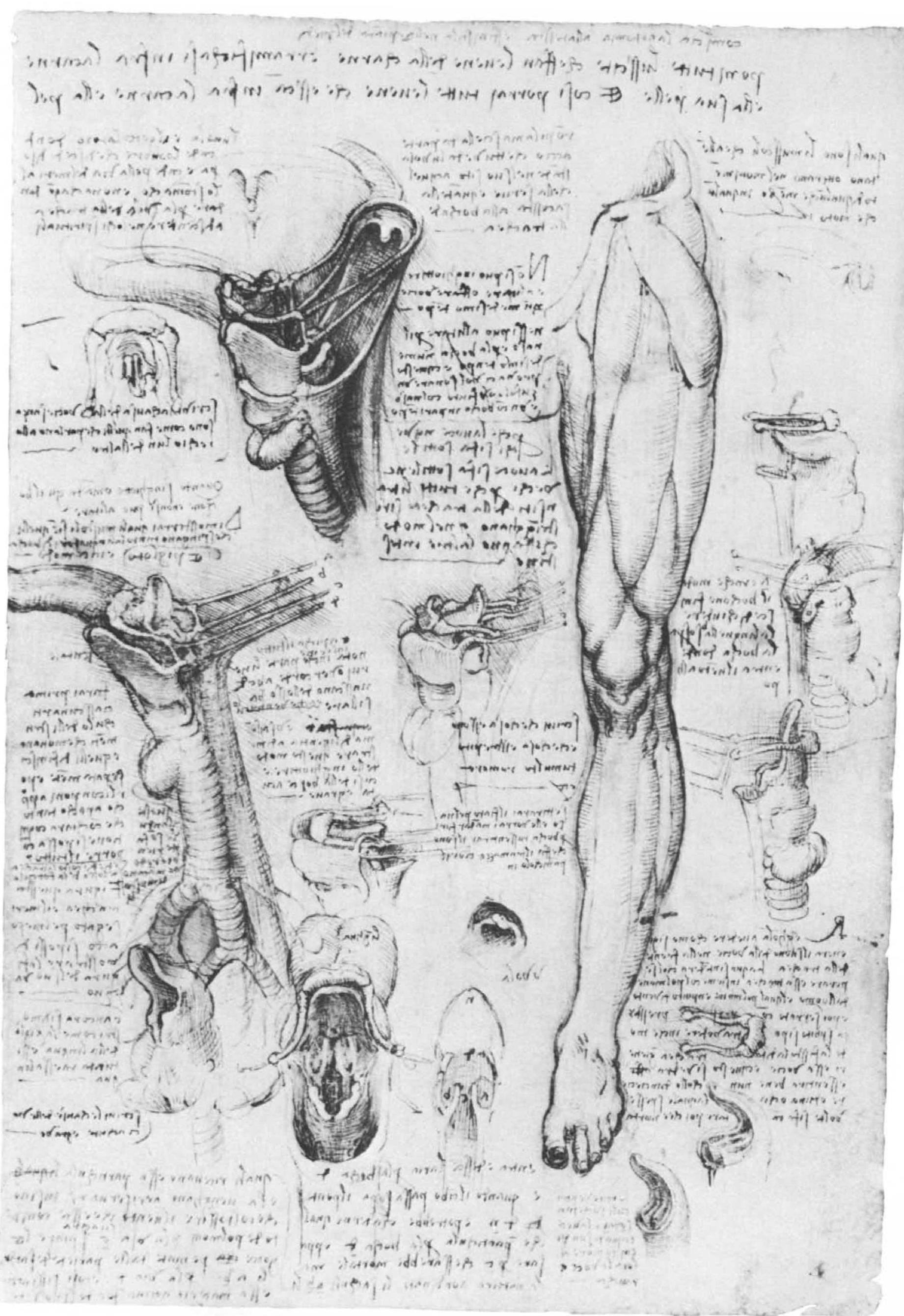 Figure 64 - from Leonardo da Vinci : anatomical drawings