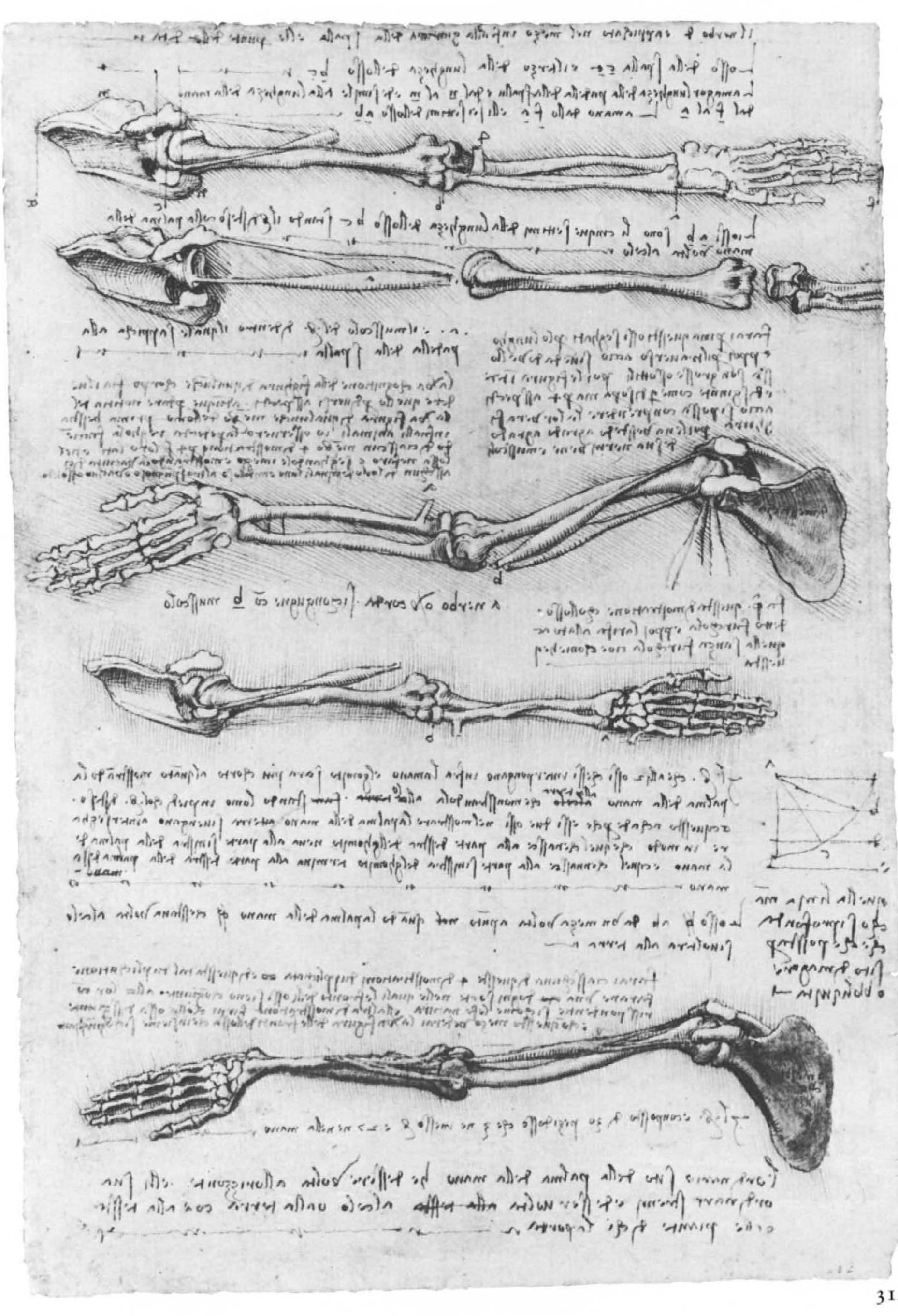 Figure 68 Leonardo da Vinci : anatomical drawings